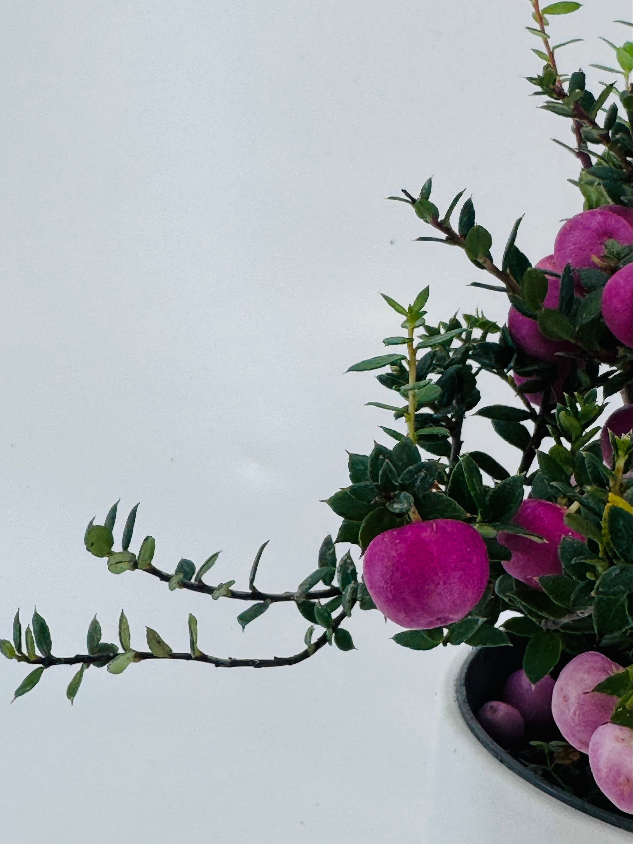 GAULTHERIA EXTRA
