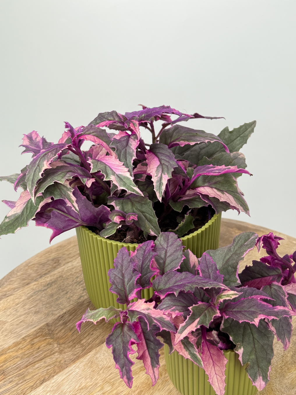 GYNURA VARIEGATA M7