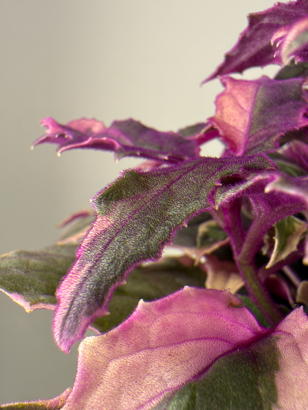 GYNURA VARIEGATA M12