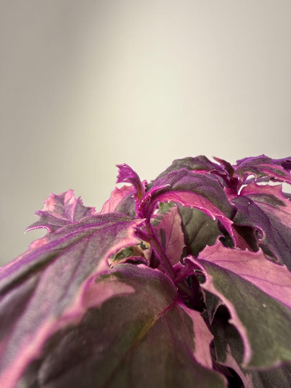 GYNURA VARIEGATA M12