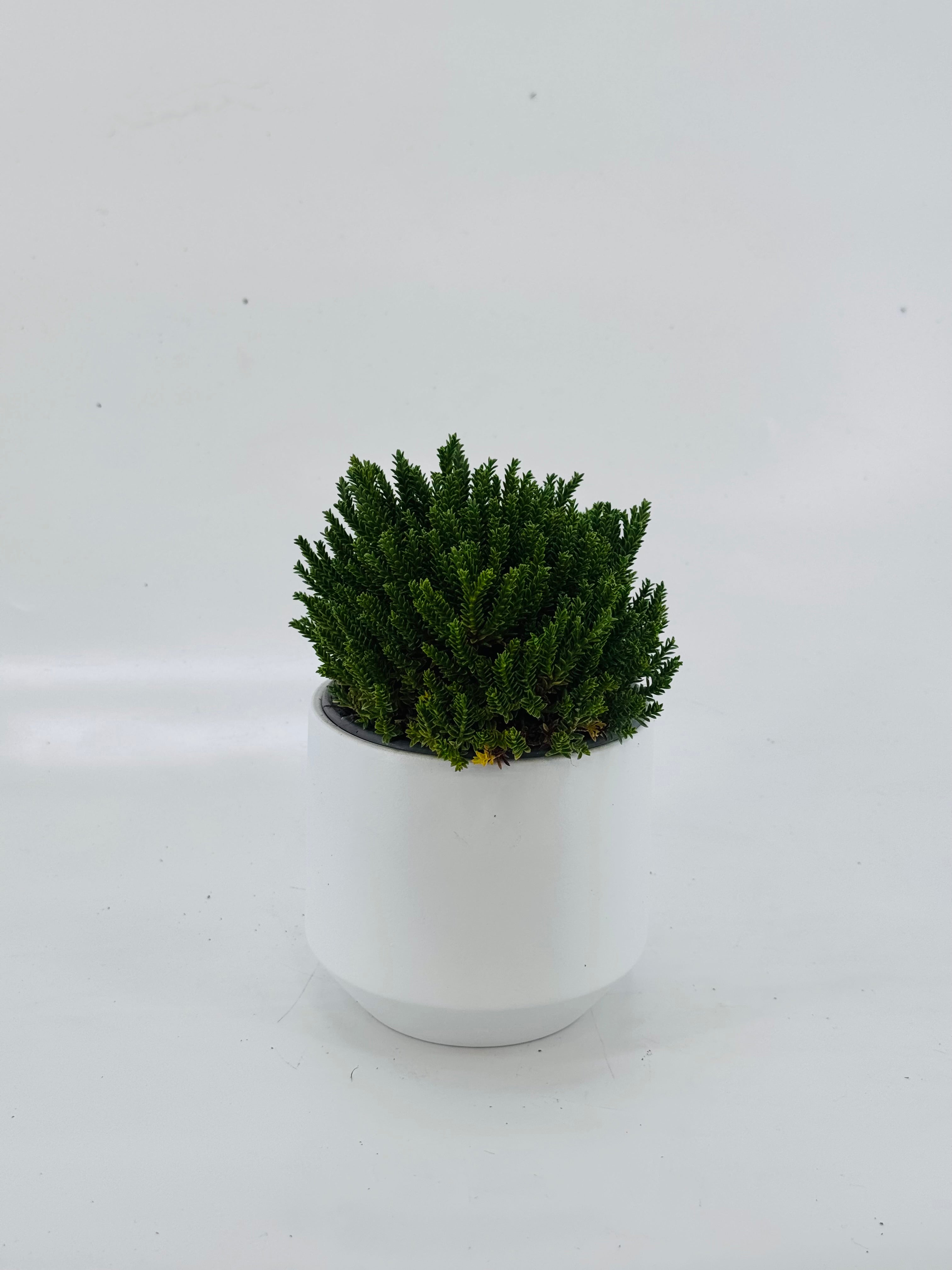 HEBE EMERALD GEM M10,5