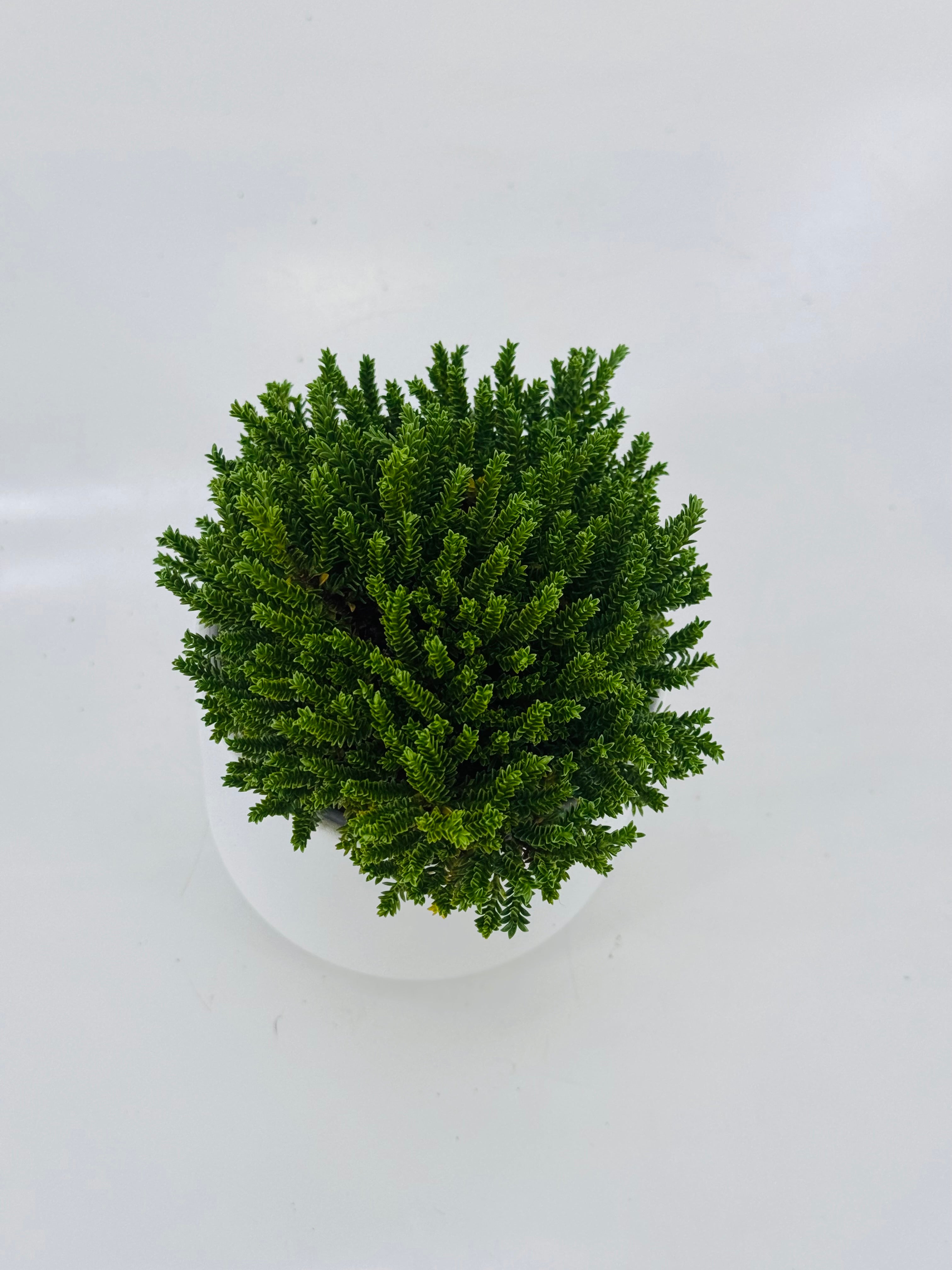 HEBE EMERALD GEM M10,5