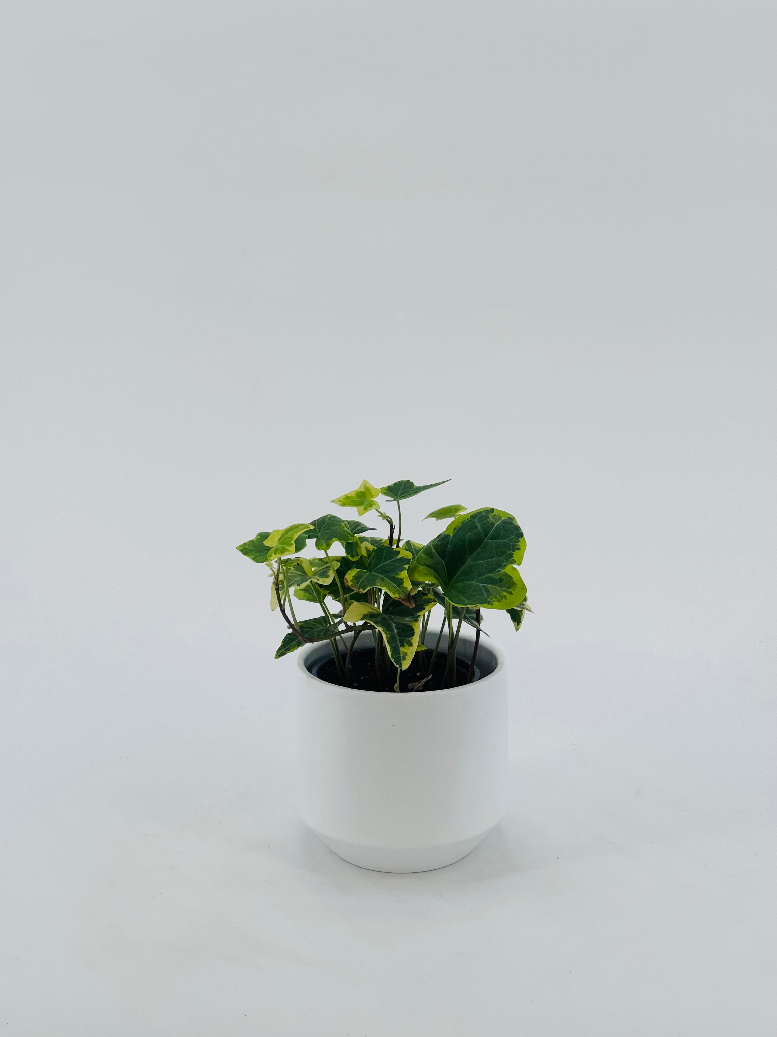 HEDERA HELIX MIX M9