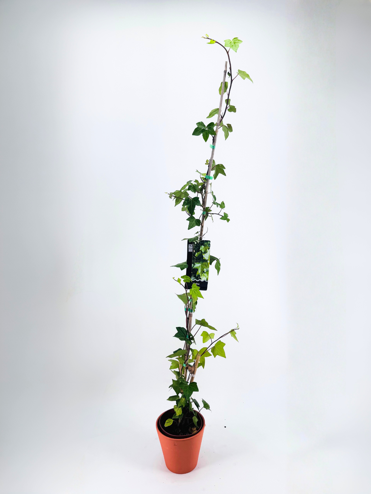 HEDERA VERDE DE IRLANDA 3L
