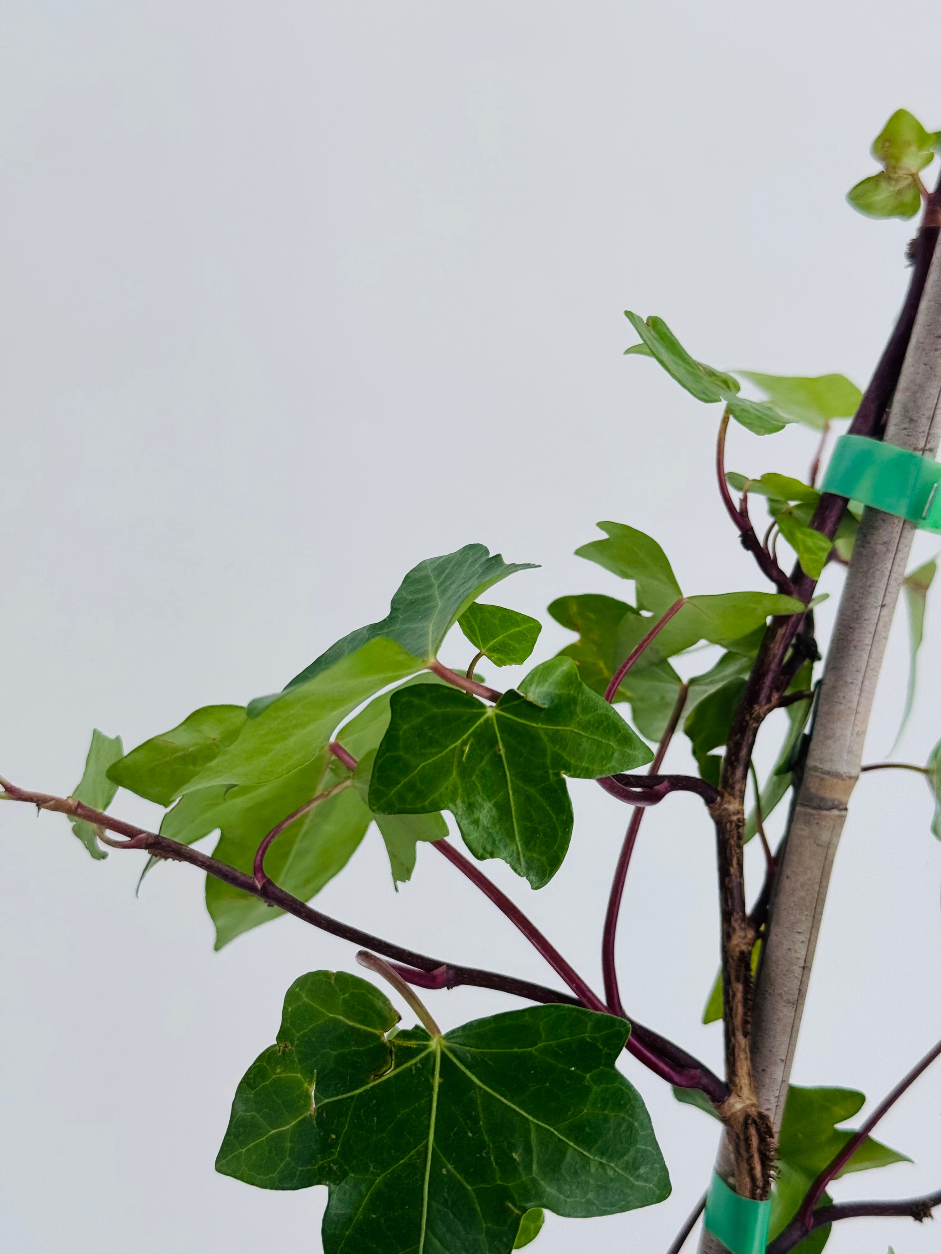 HEDERA VERDE DE IRLANDA 3L