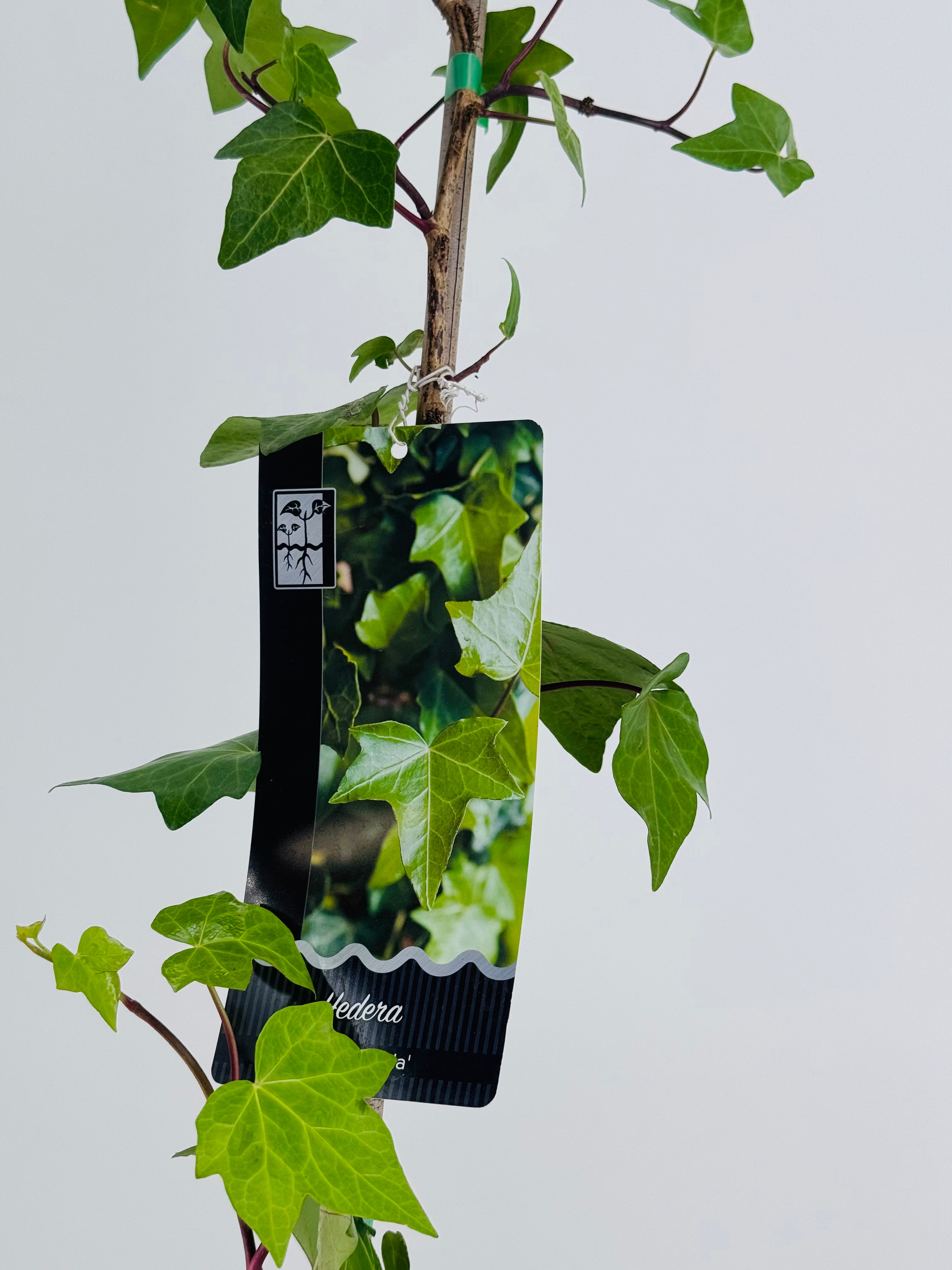 HEDERA VERDE DE IRLANDA 3L