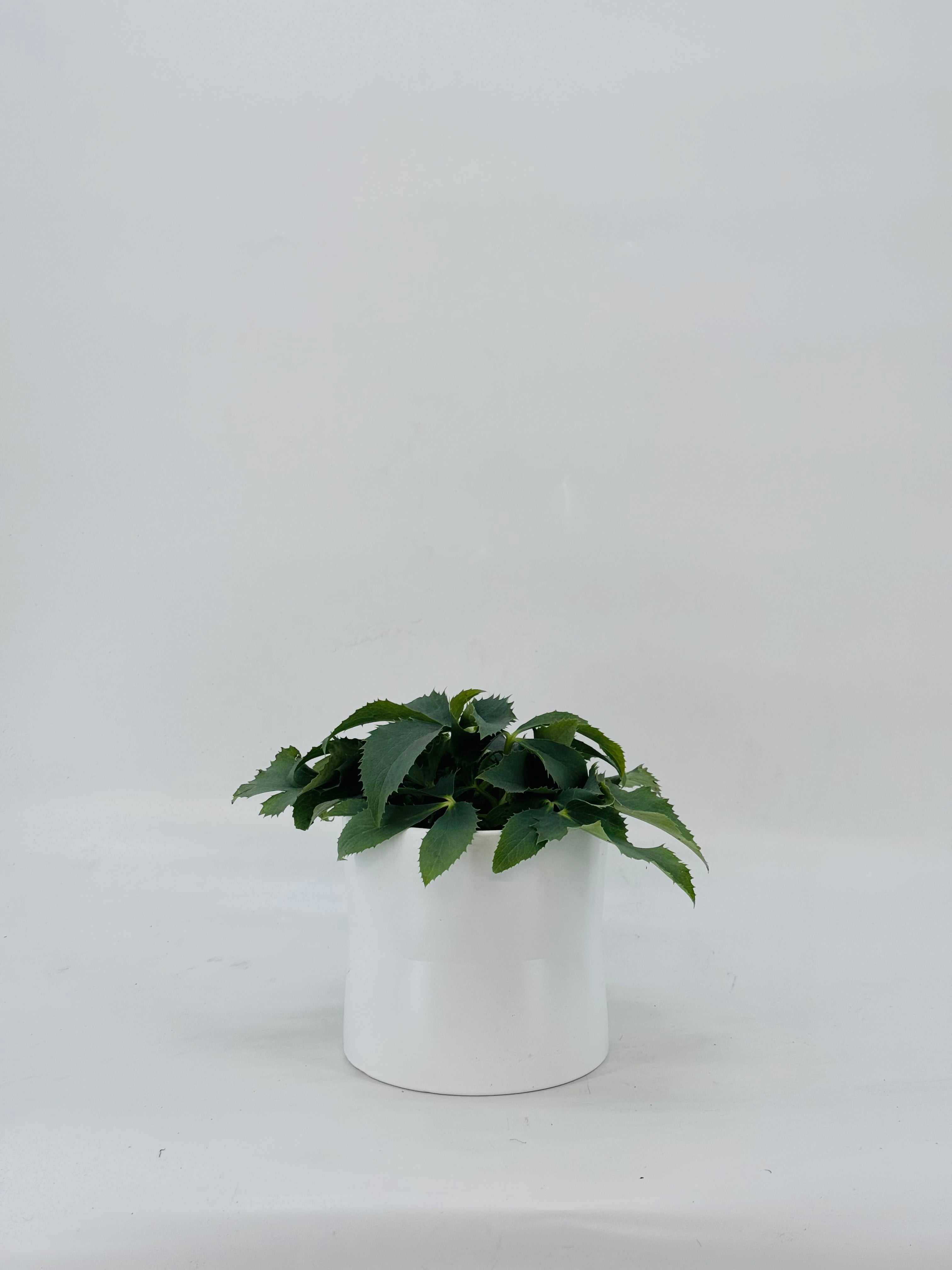 HELLEBORUS OR. MEXCLADO M14