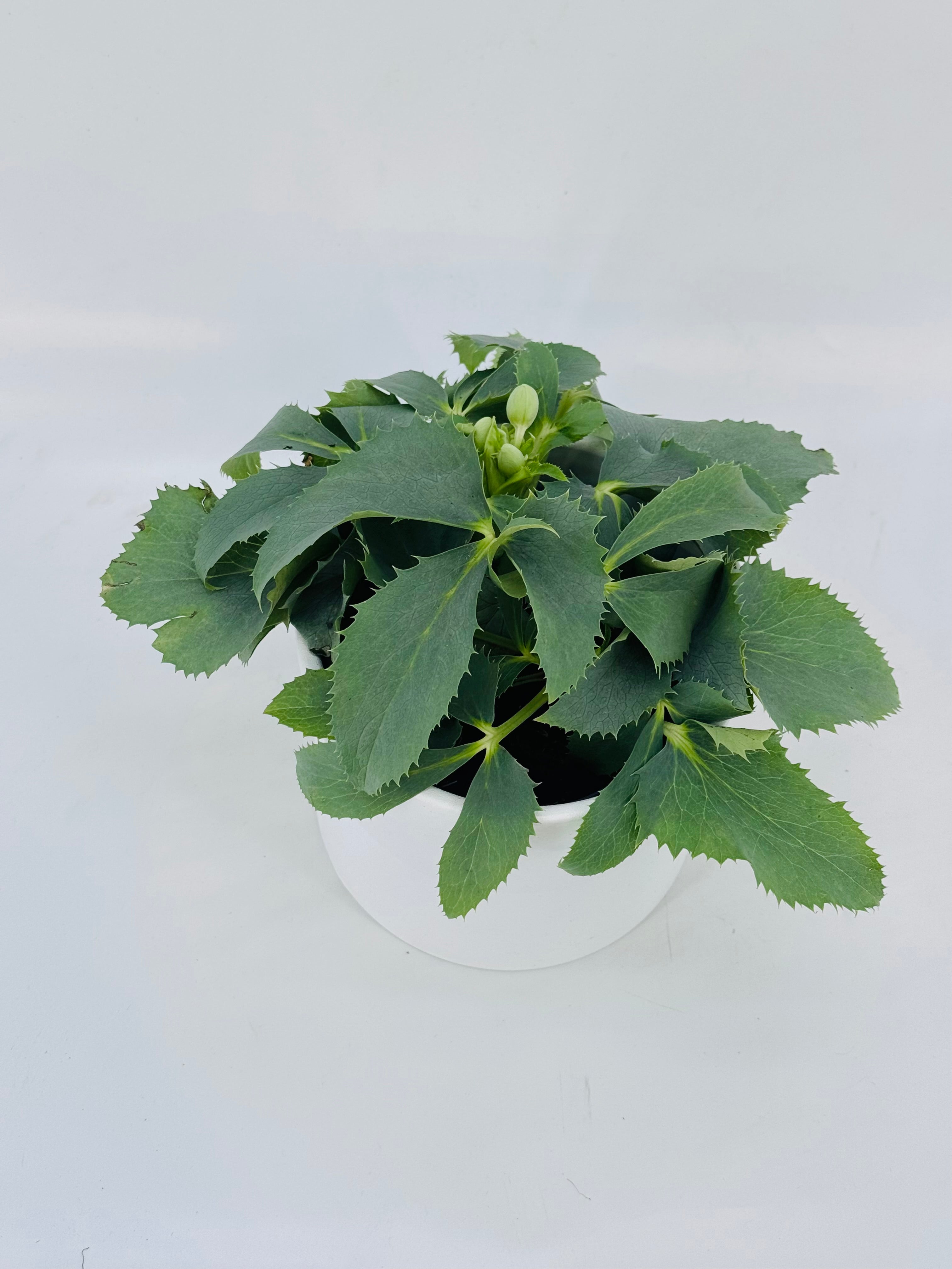 HELLEBORUS OR. MEXCLADO M14