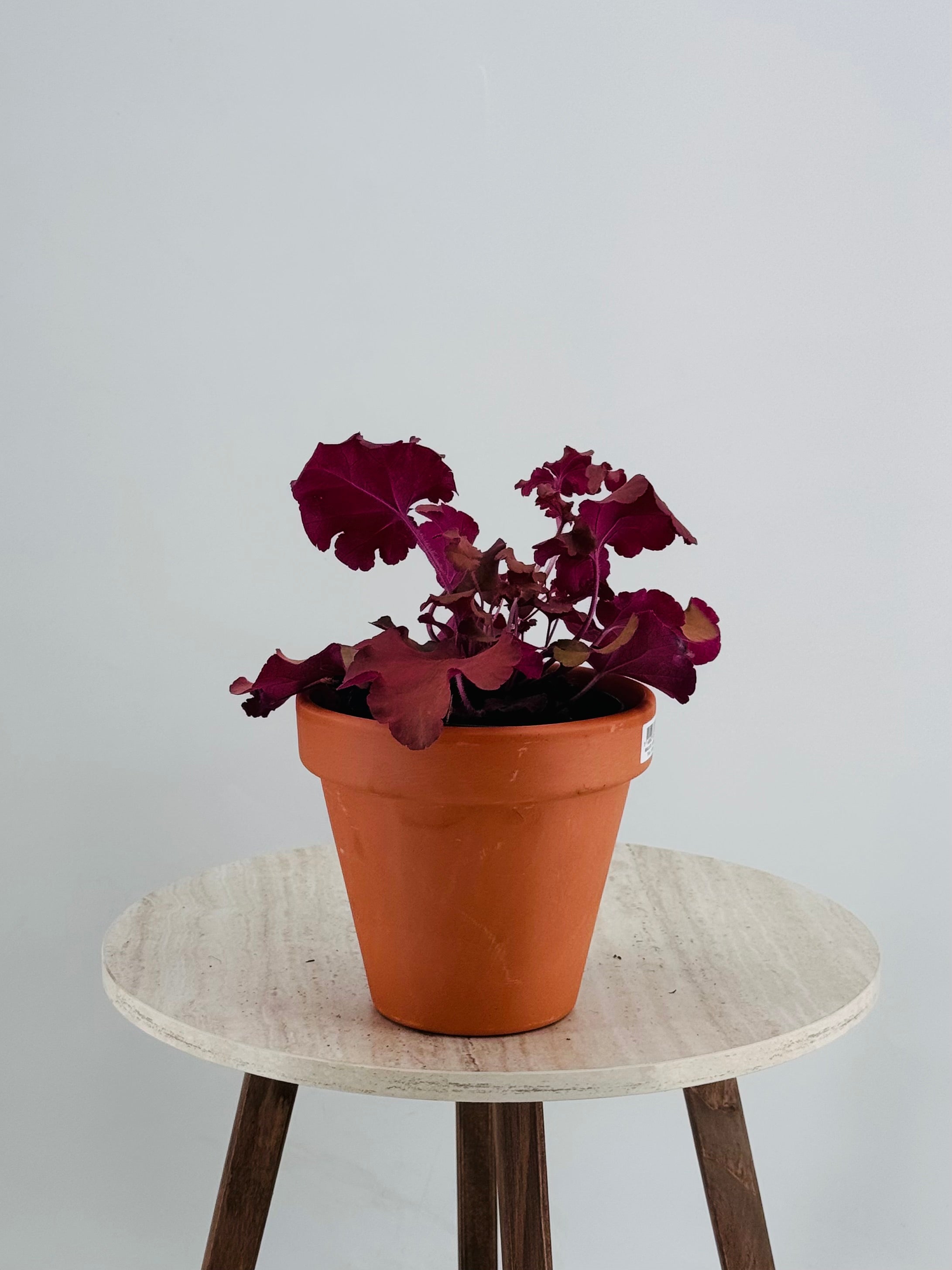 HEUCHERA VARIEDADES