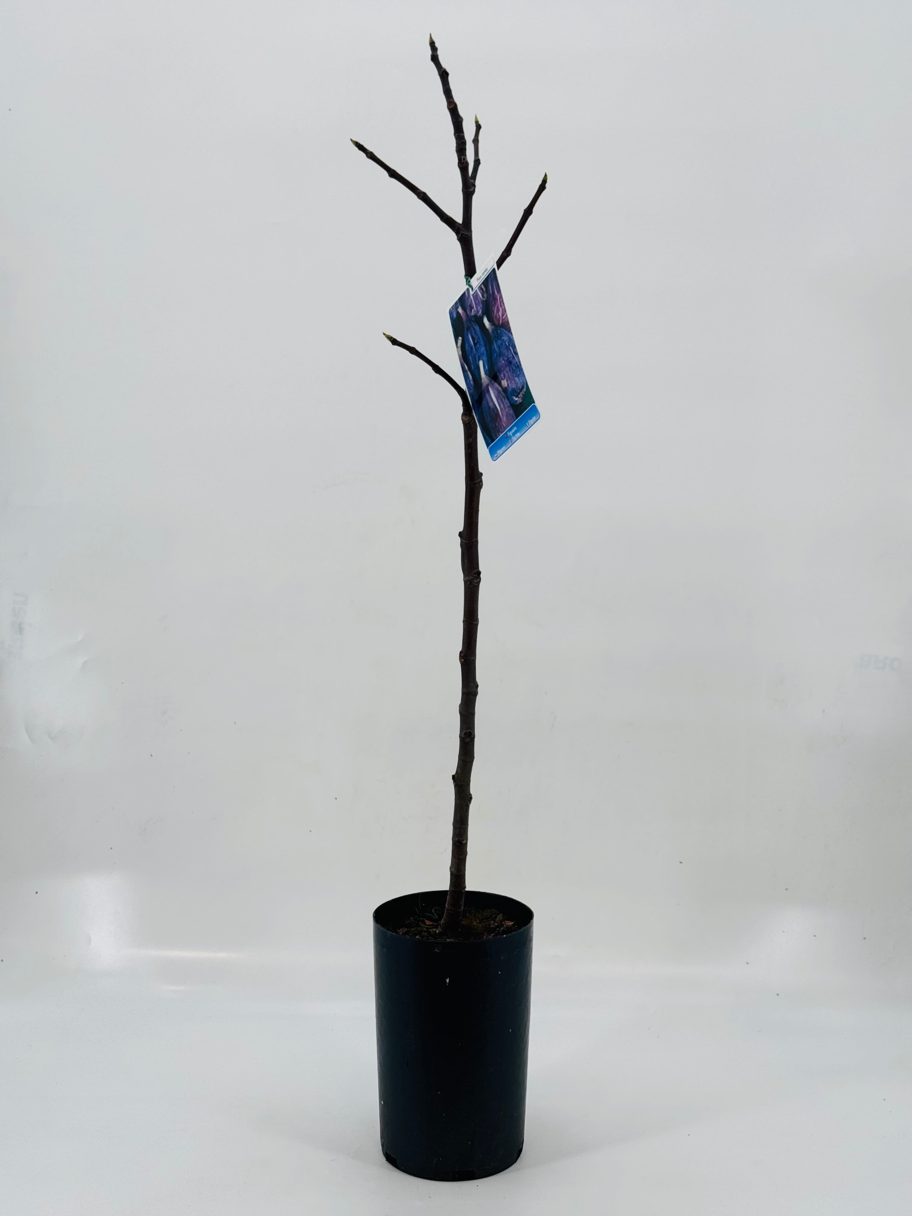 HIGUERA 3L VARIADA
