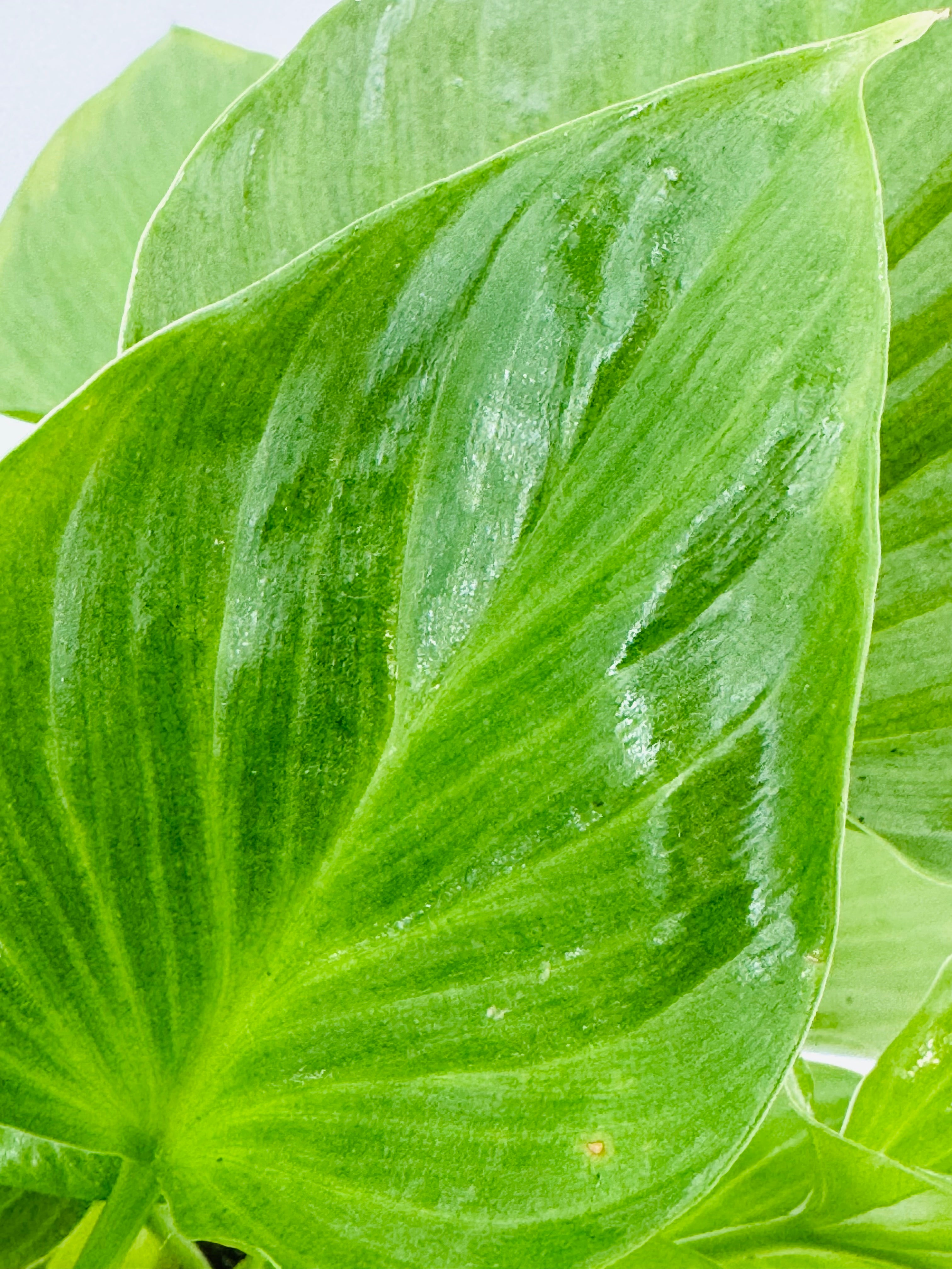 HOMALOMENA LEMON LIME M14