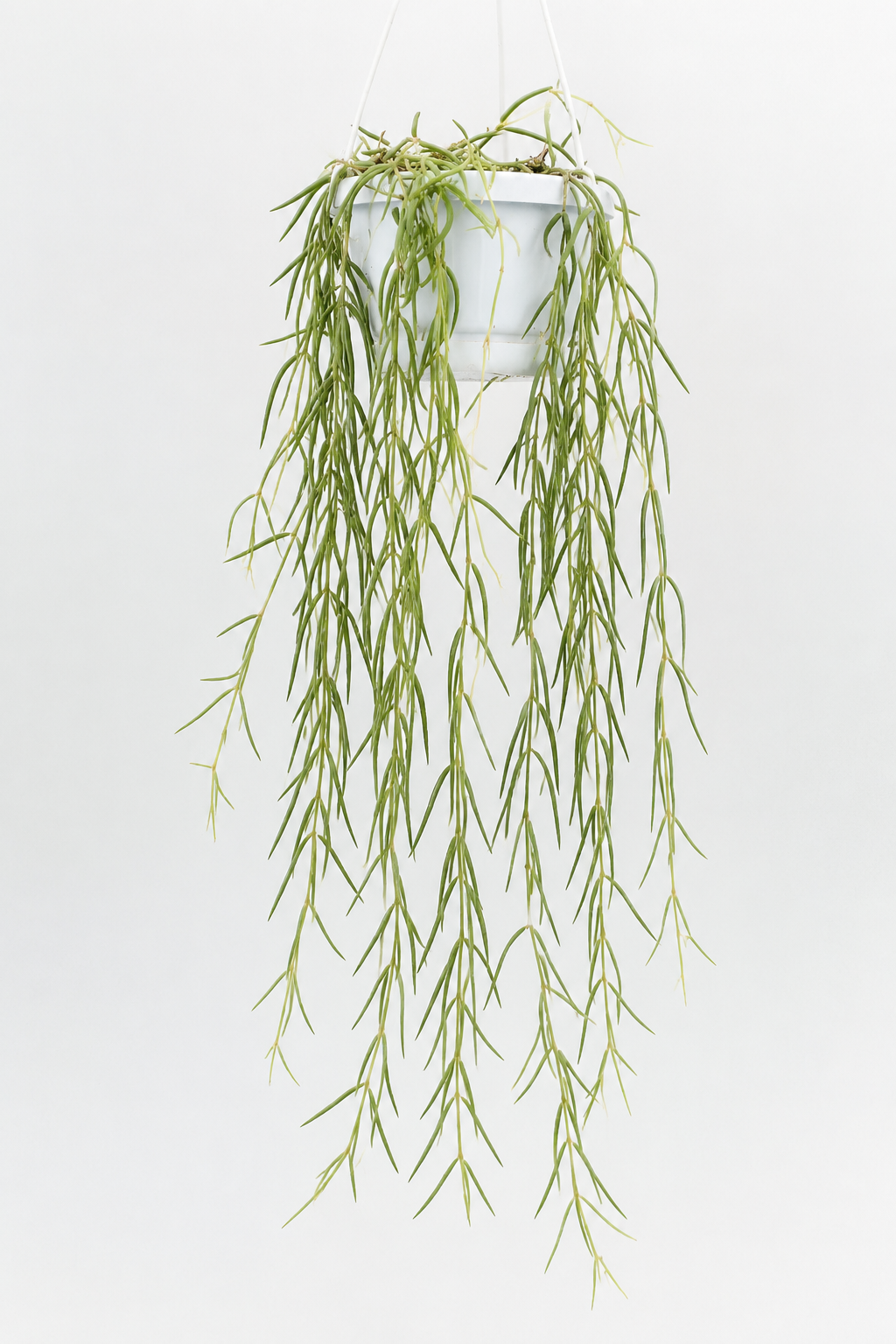 HOYA LINEARIS M14