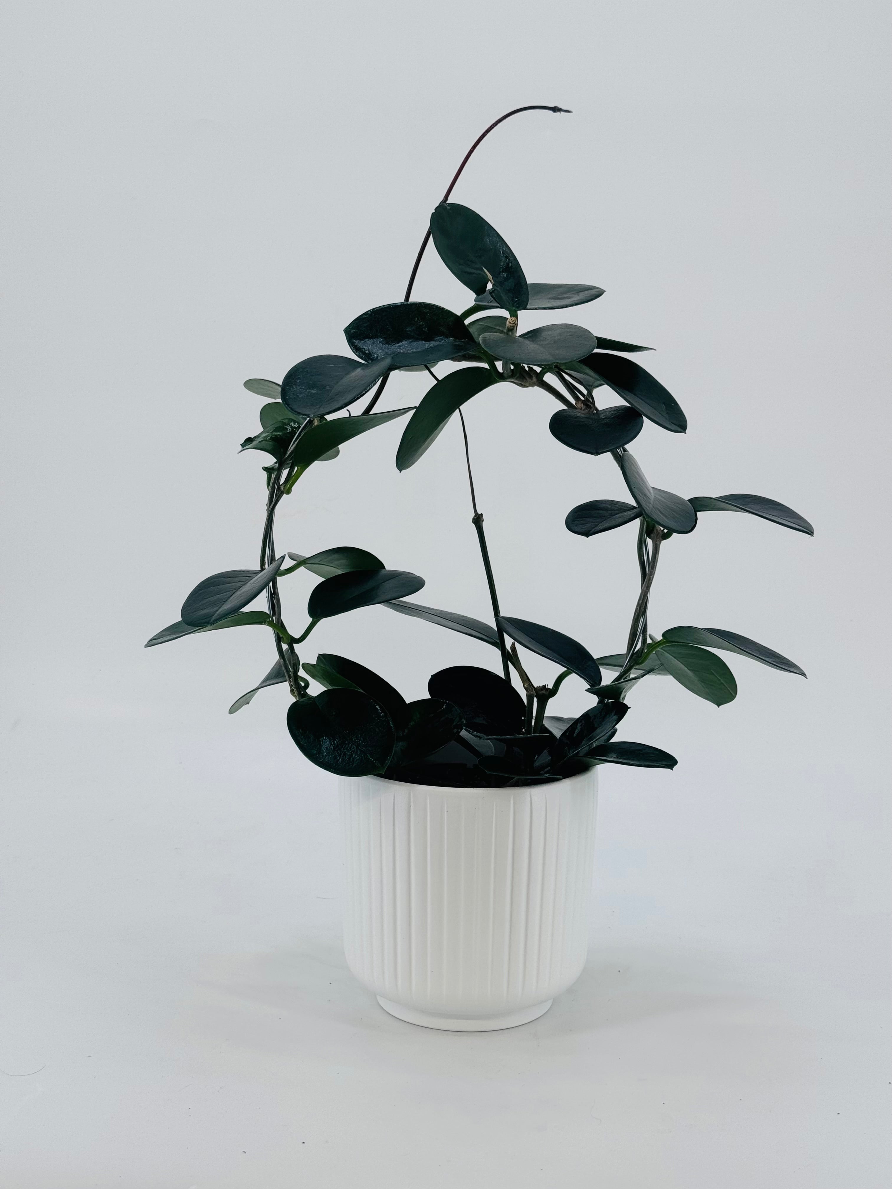 HOYA AUST MIX ARCH MEZCLADO