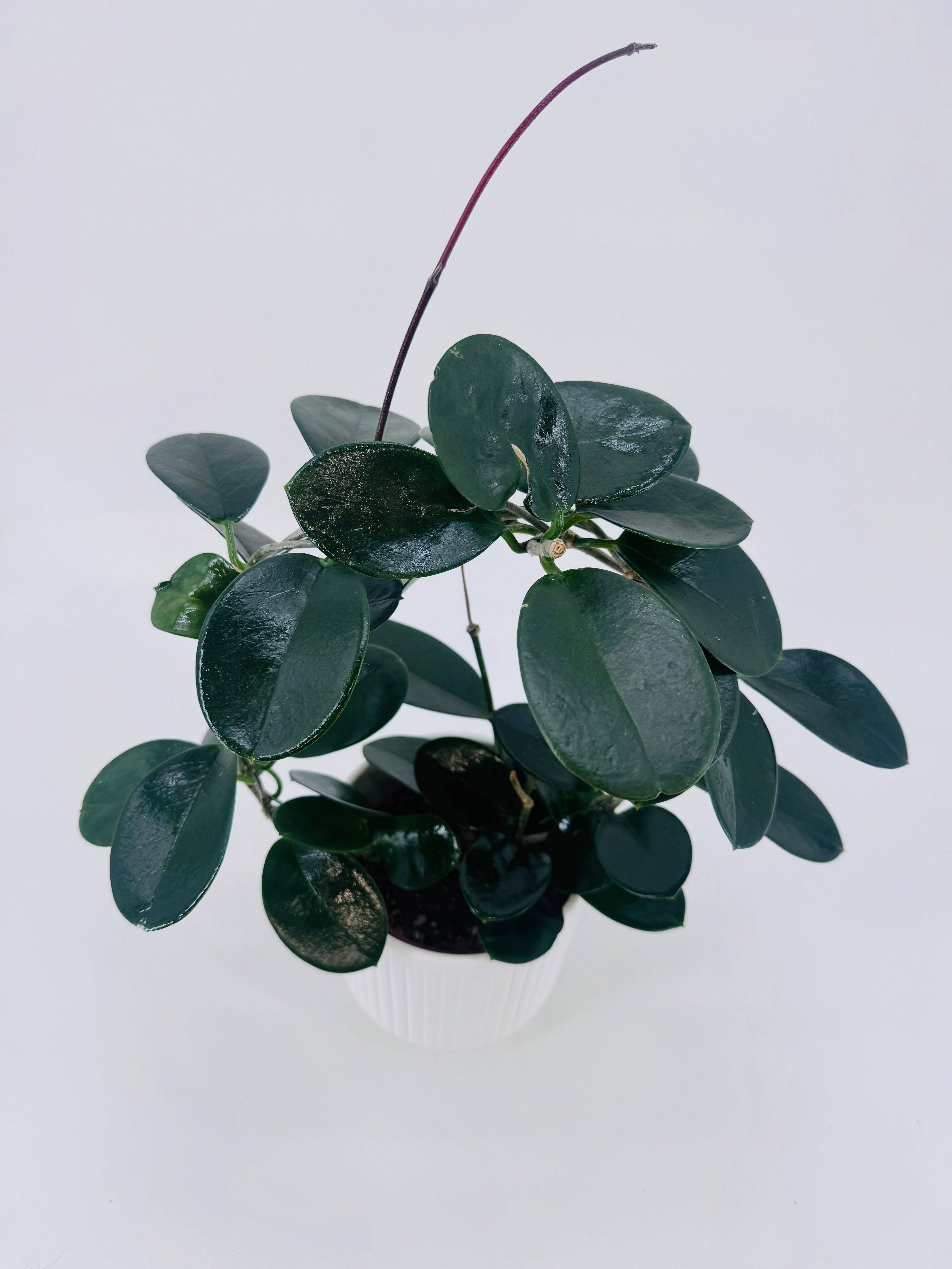 HOYA AUST MIX ARCH MEZCLADO