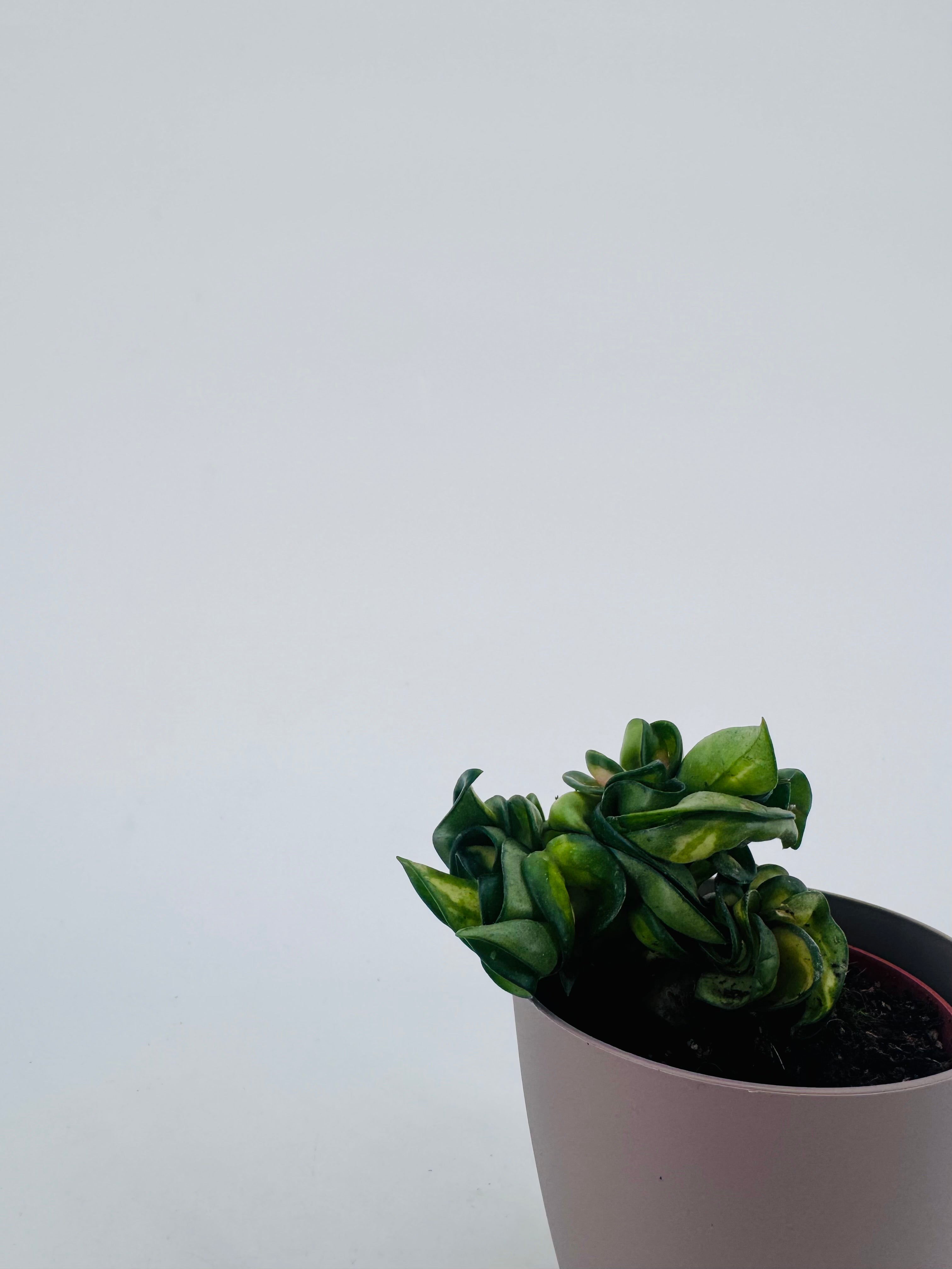 HOYA COMPACTA MAUNA LOA M8