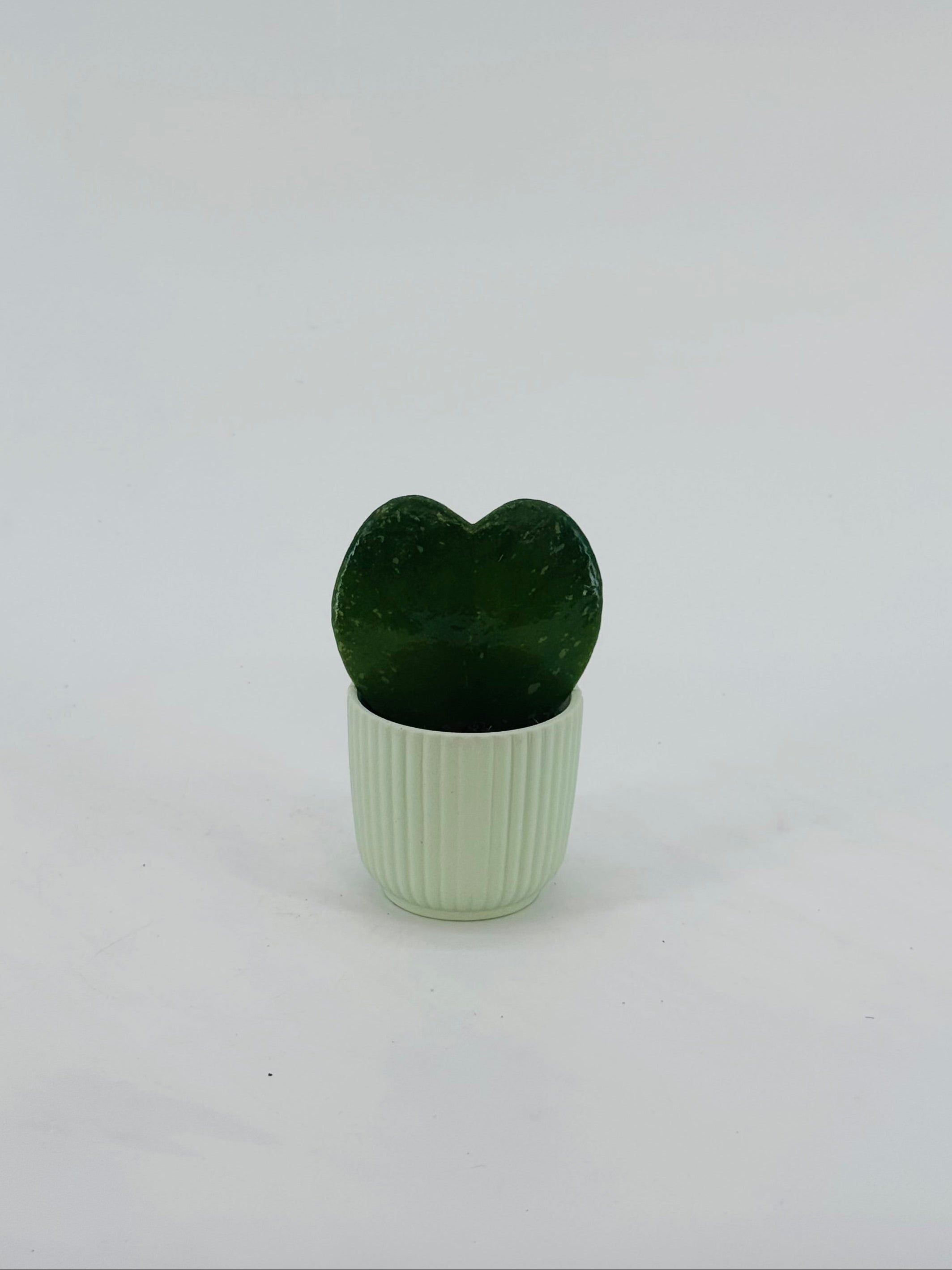 HOYA KERRII VARIEGATA