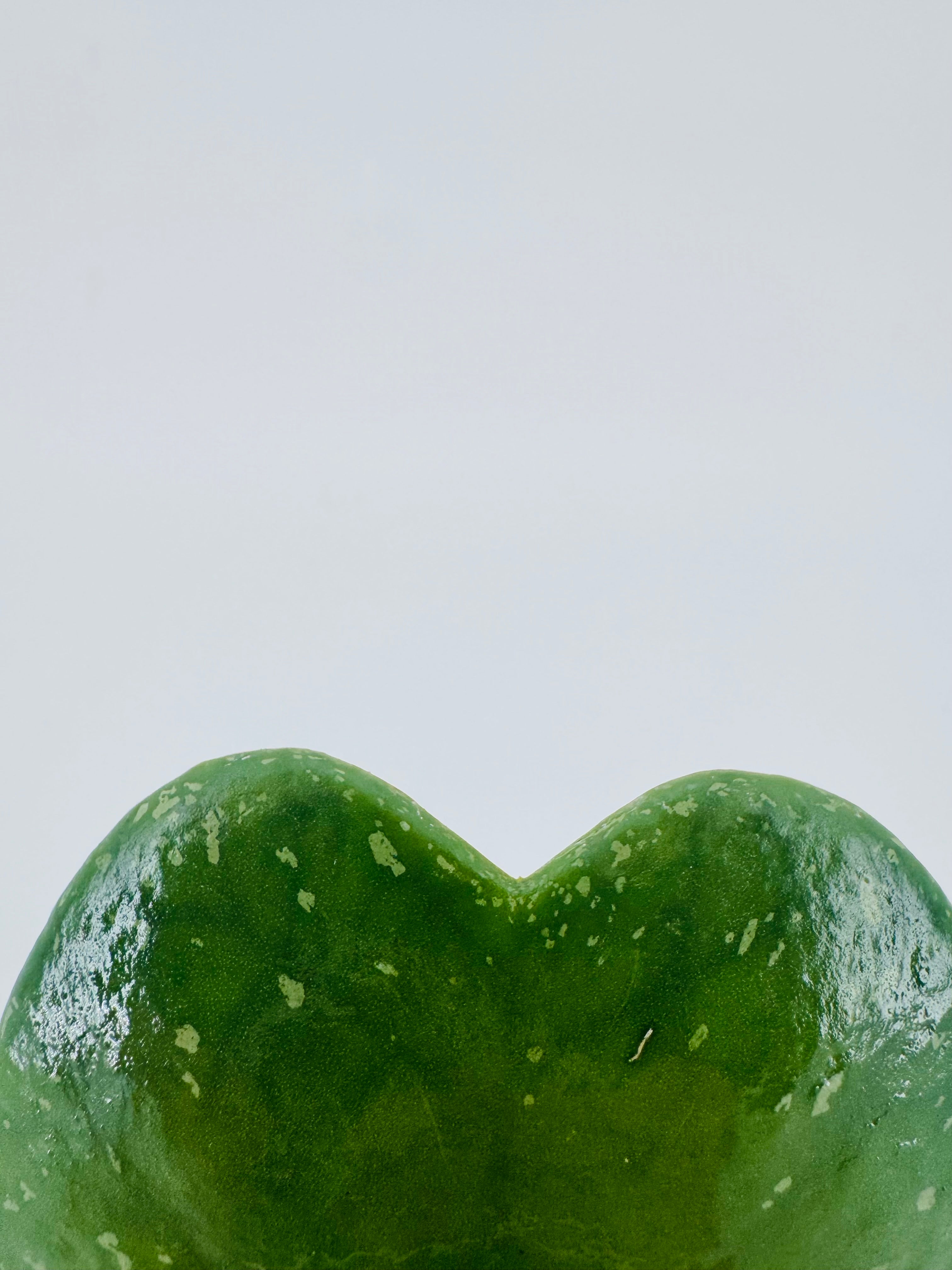 HOYA KERRII VARIEGATA