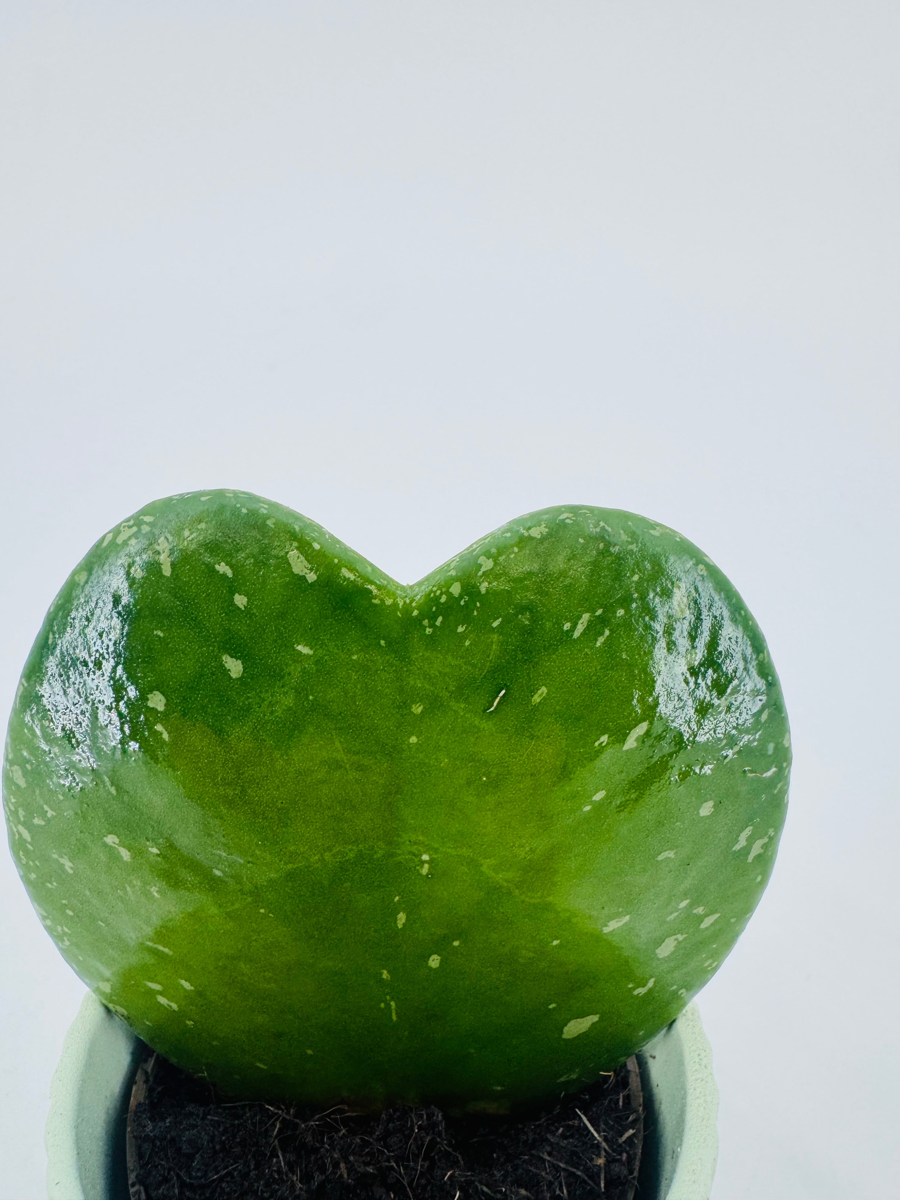 HOYA KERRII VARIEGATA