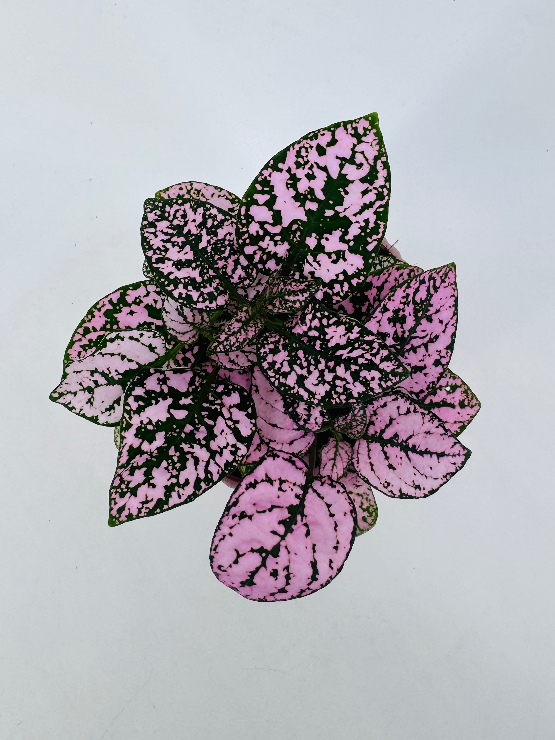 Planta Hypoestes Mix M8.5 con hojas moteadas en tonos rosa y verde, vista superior.