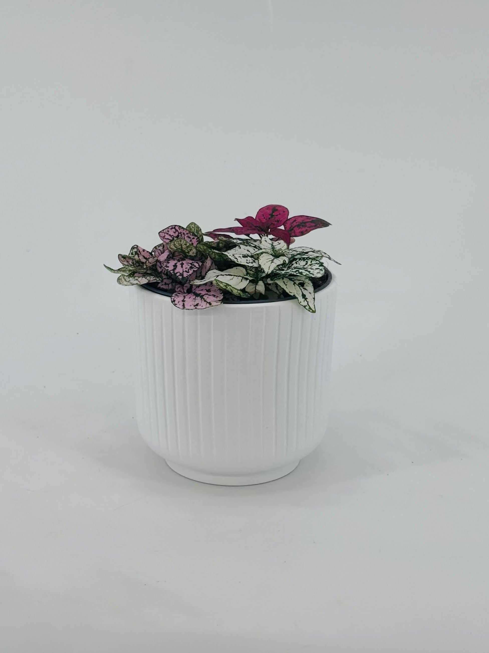 Hypoestes Tricolor M12 en maceta blanca estriada, con hojas moteadas en rosa, blanco y rojo.