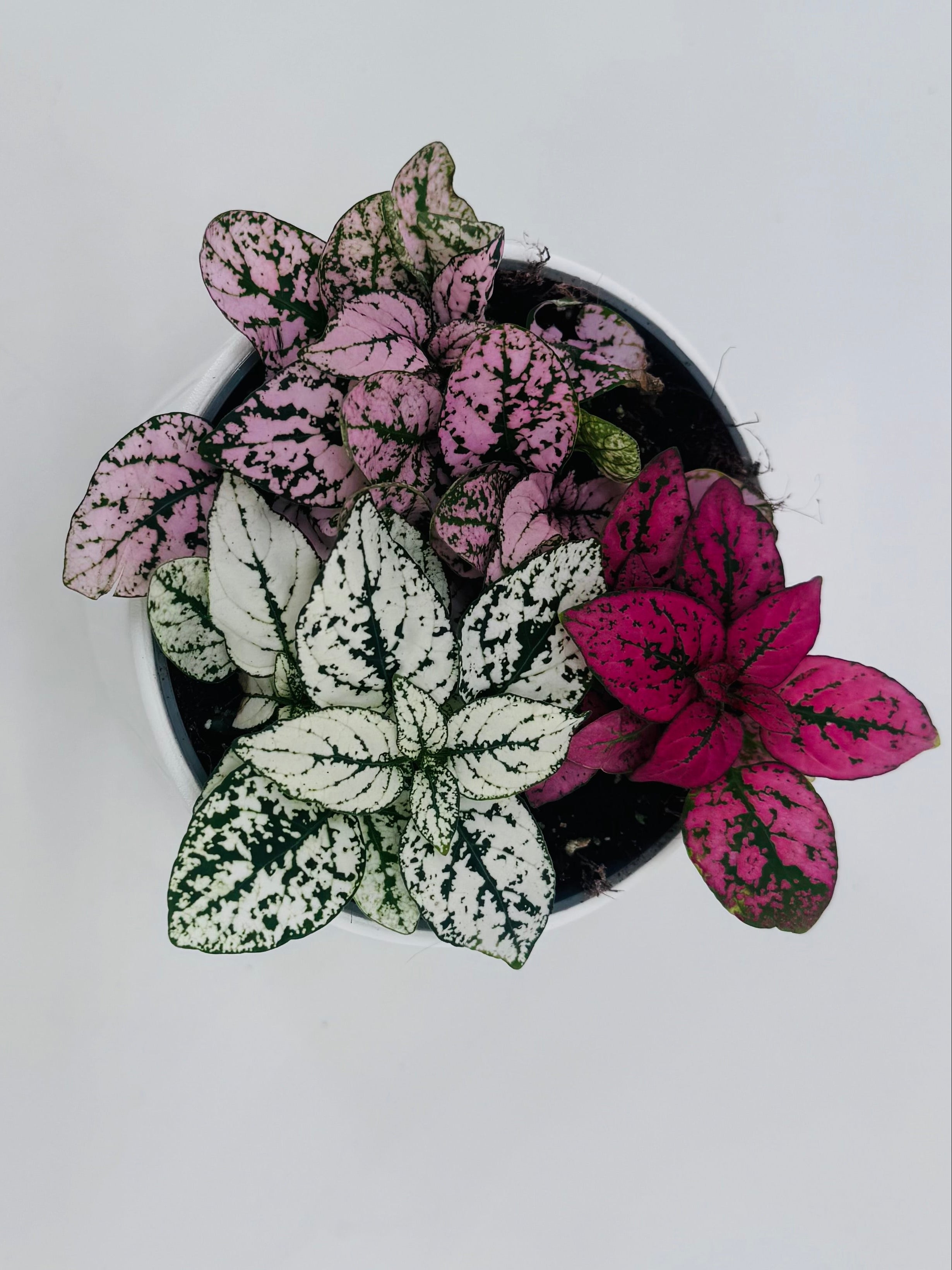 Planta Hypoestes Tricolor M12 con hojas moteadas en tonos rosa, blanco y fucsia en maceta.