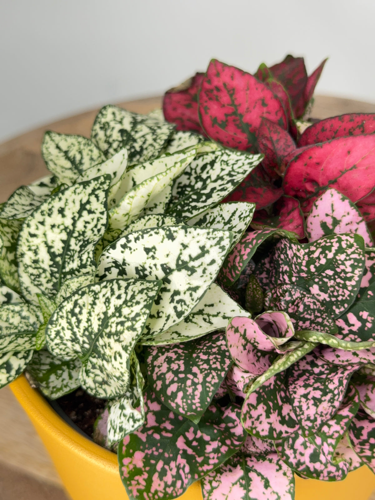 HYPOESTES TRICOLOR M12