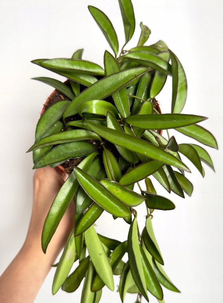 HOYA WAYETII M12