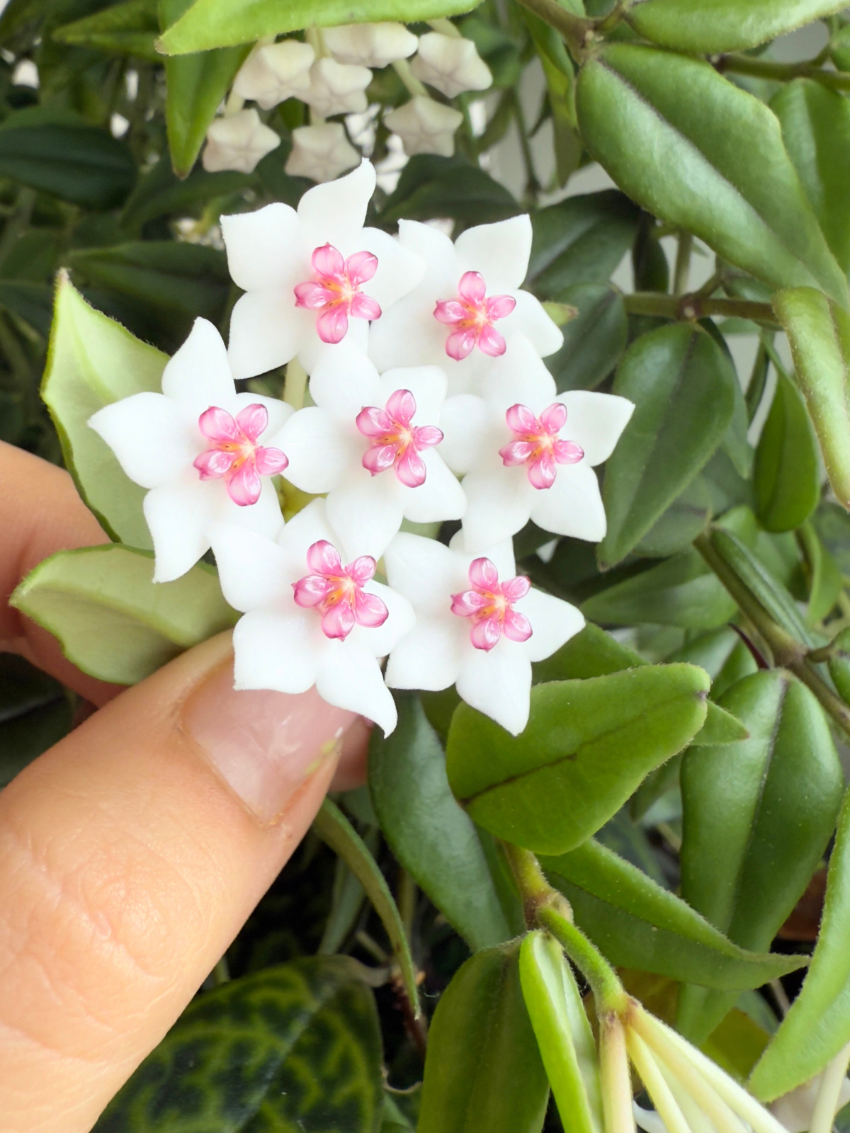 HOYA BELLA M22