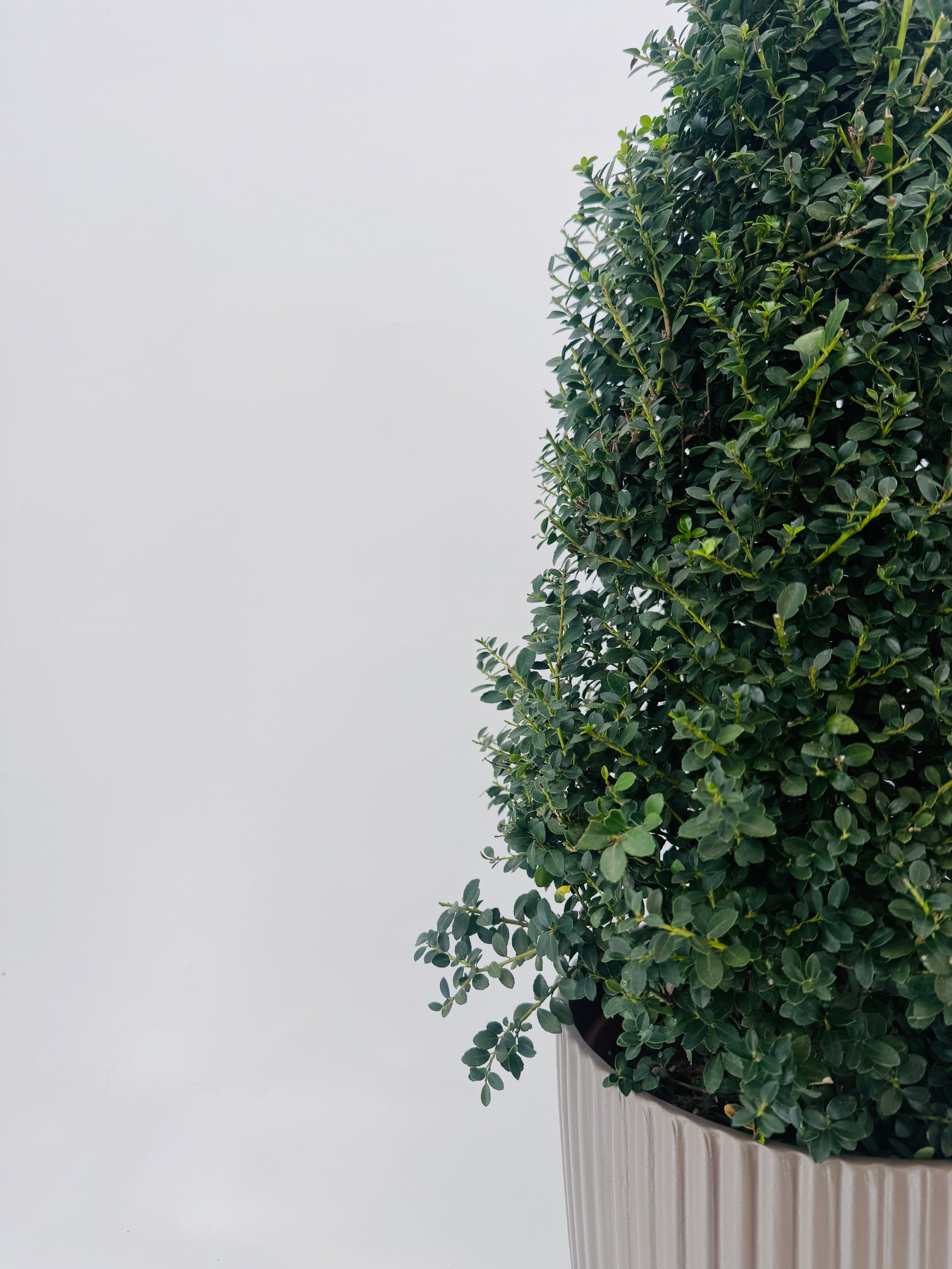 ILEX CRENATA 5L PIRAMIDE