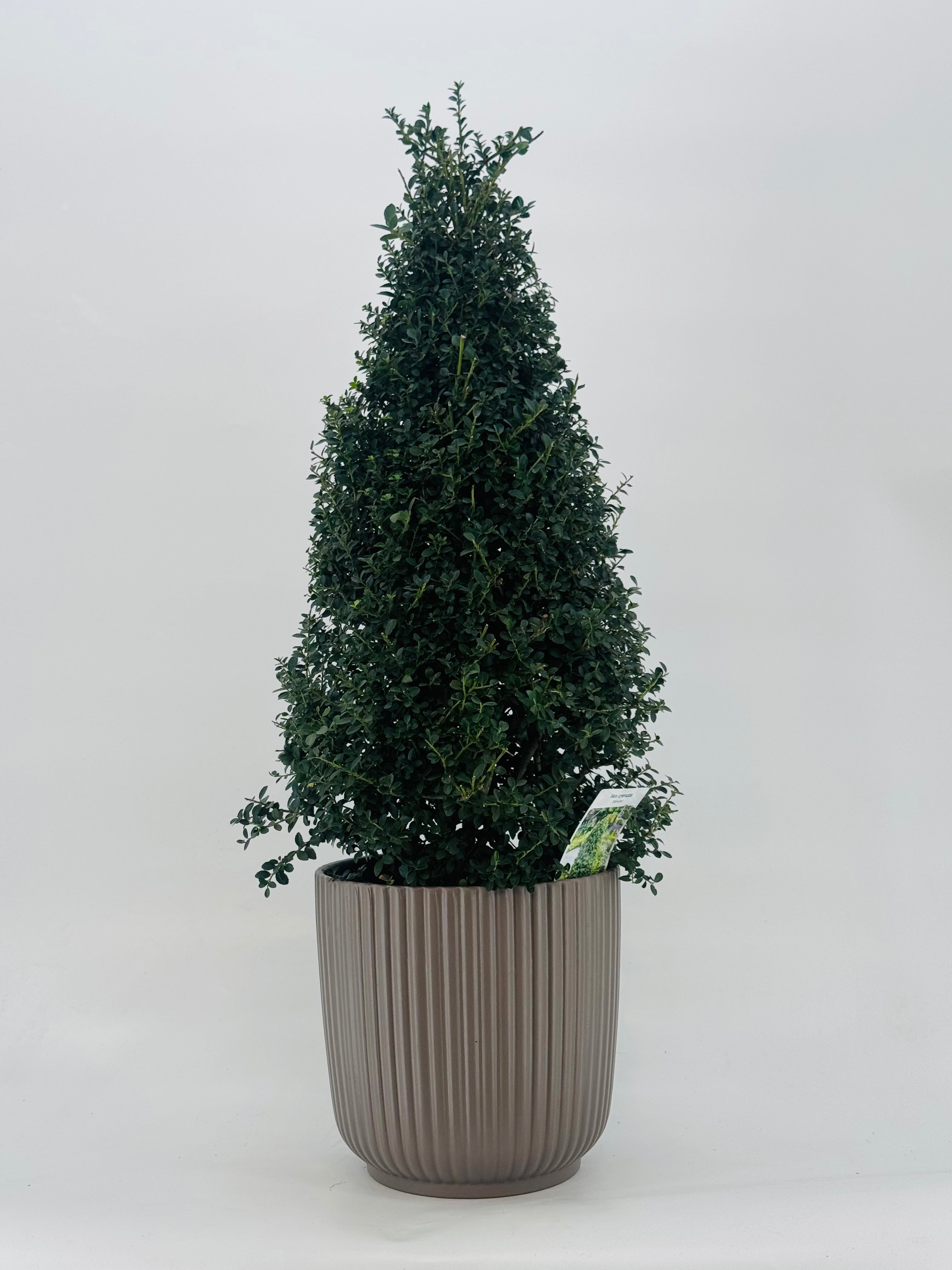 ILEX CRENATA 5L PIRAMIDE