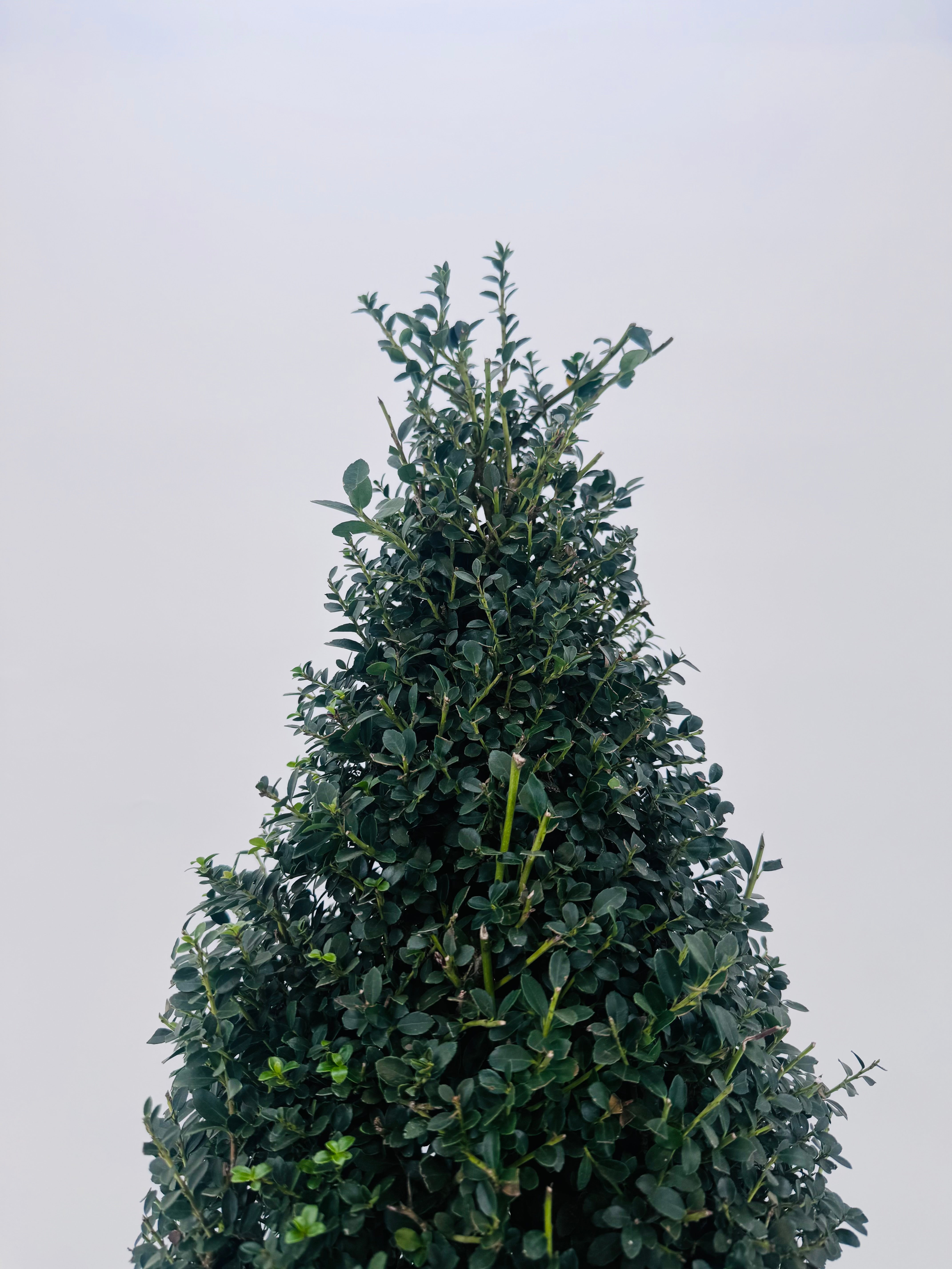 ILEX CRENATA 5L PIRAMIDE