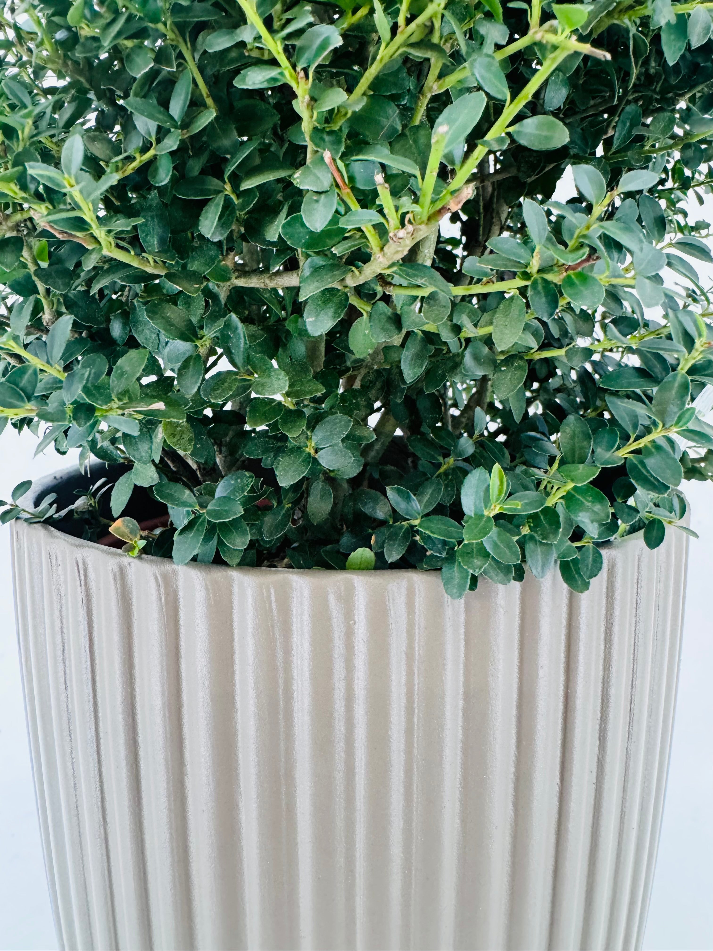 ILEX CRENATA 5L PIRAMIDE