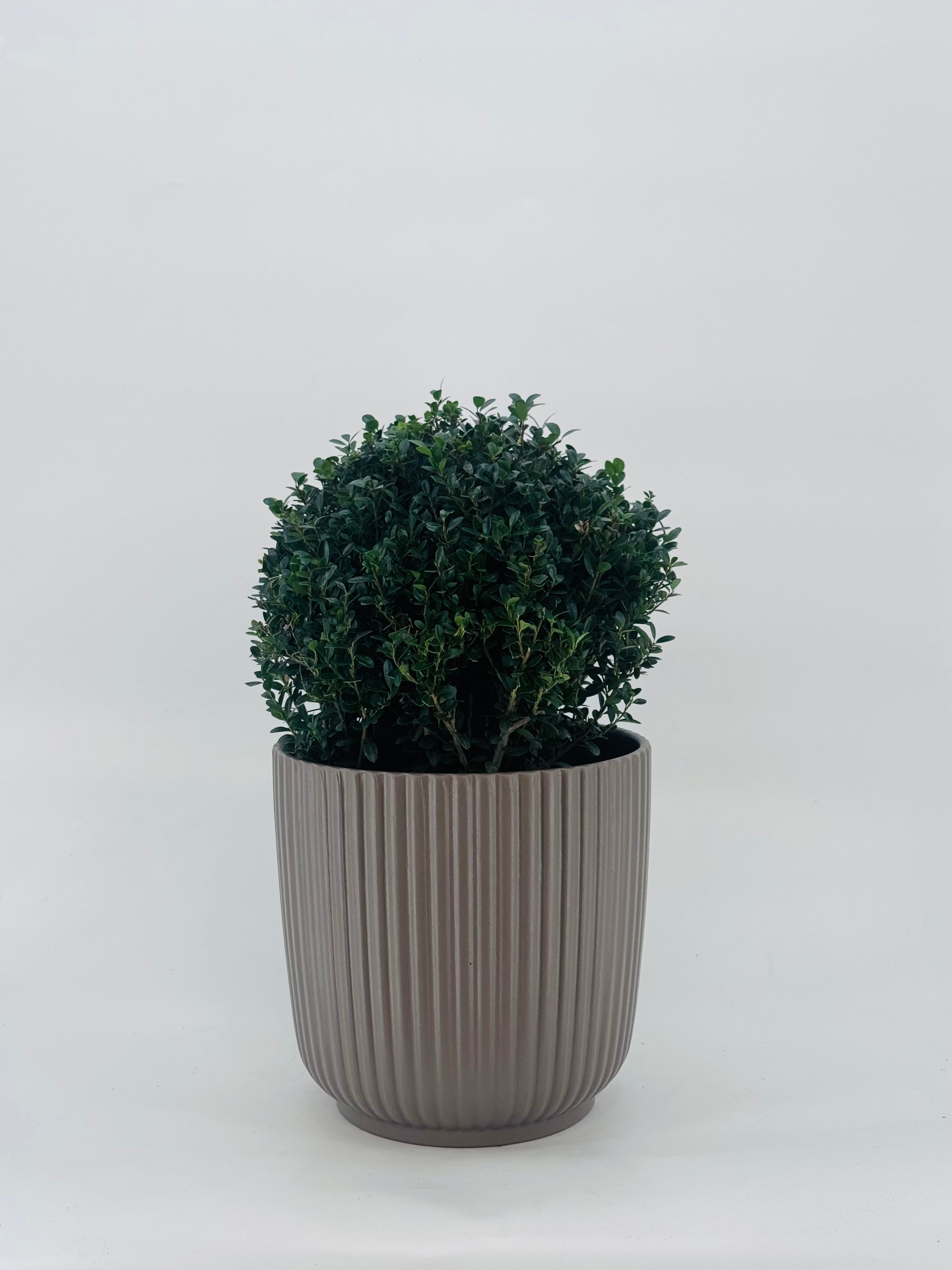 ILEX CRENATA JENNY BALL 25CM