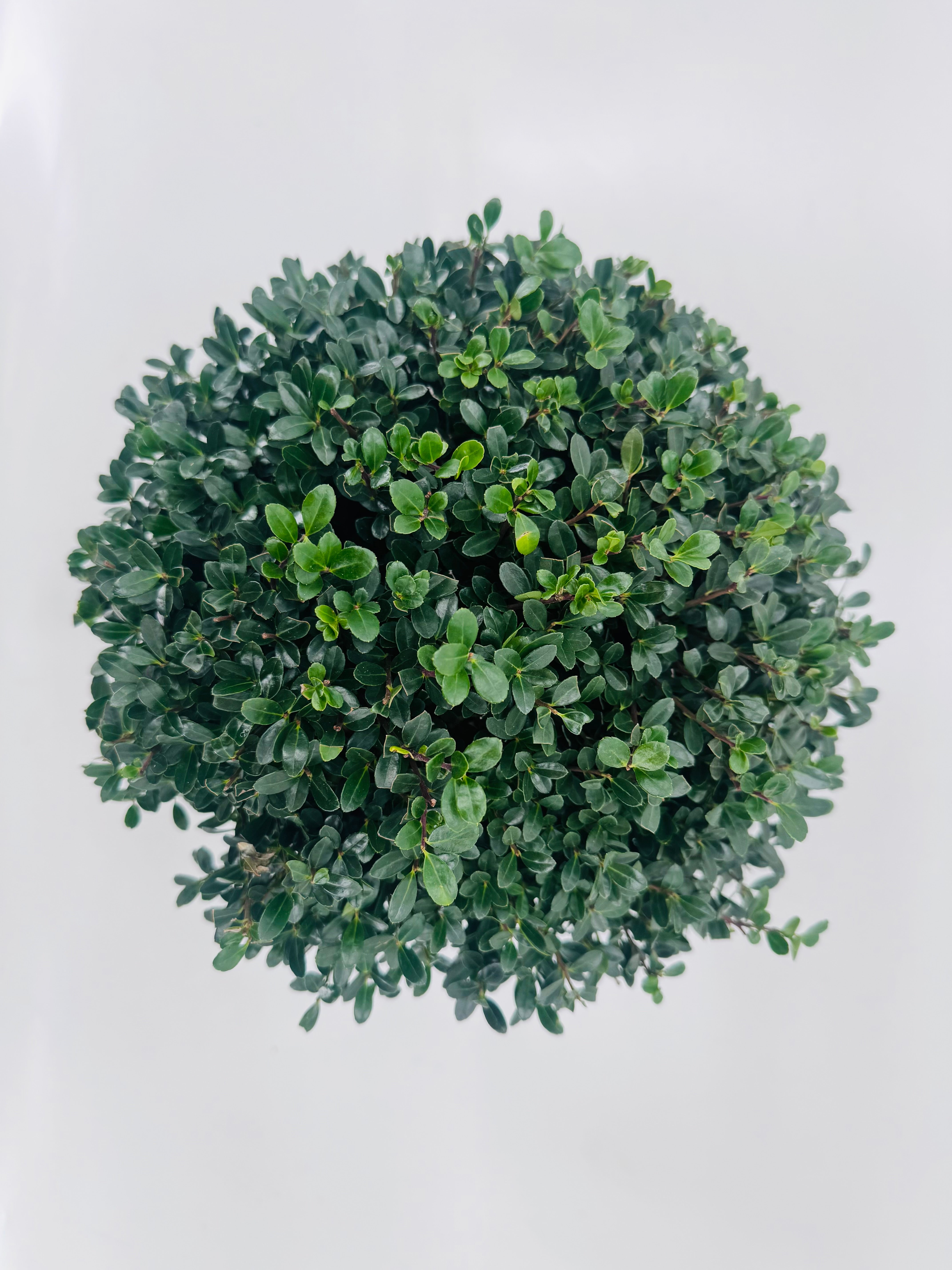 ILEX CRENATA JENNY BALL 25CM