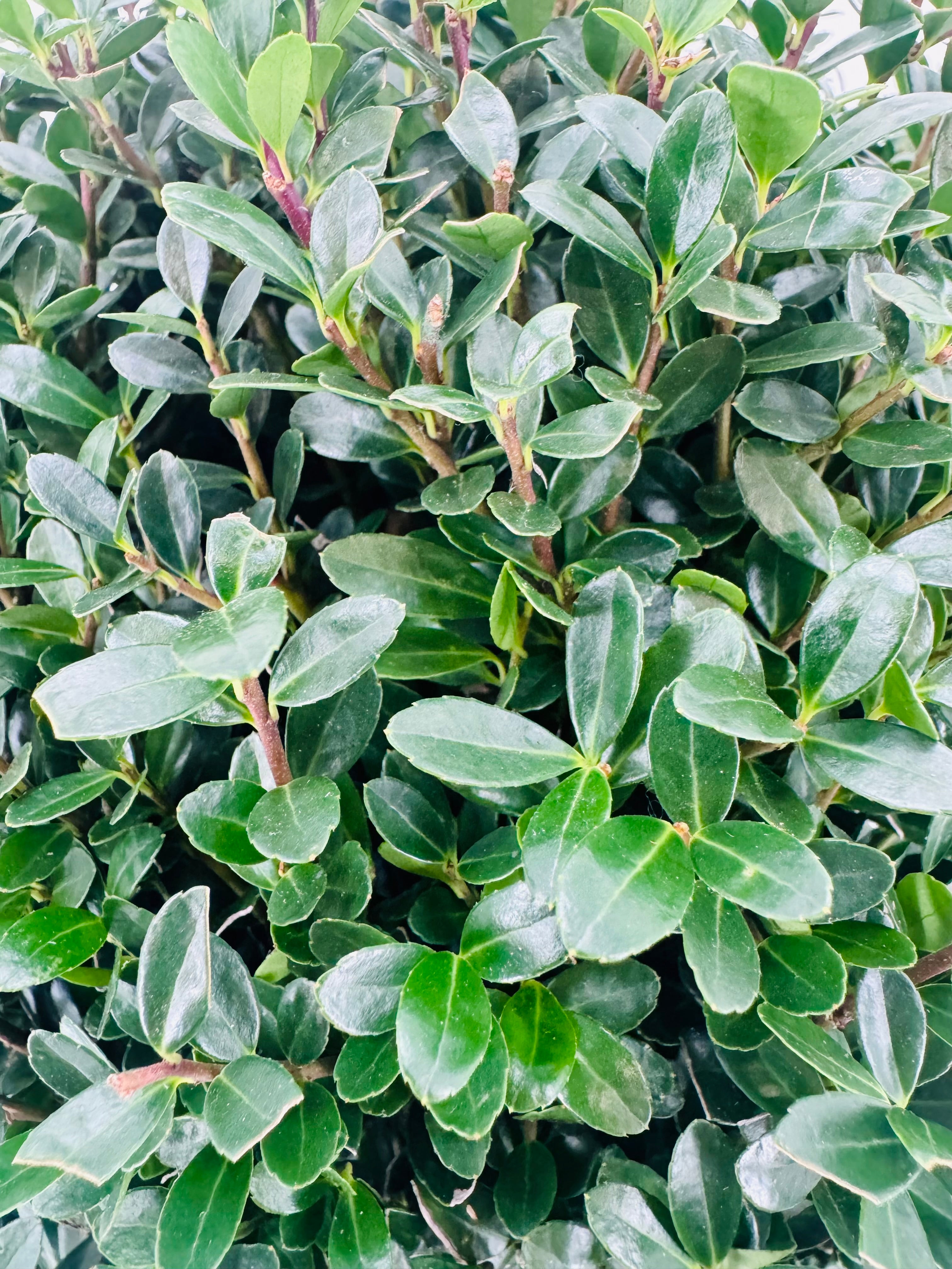 ILEX CRENATA JENNY BALL 25CM