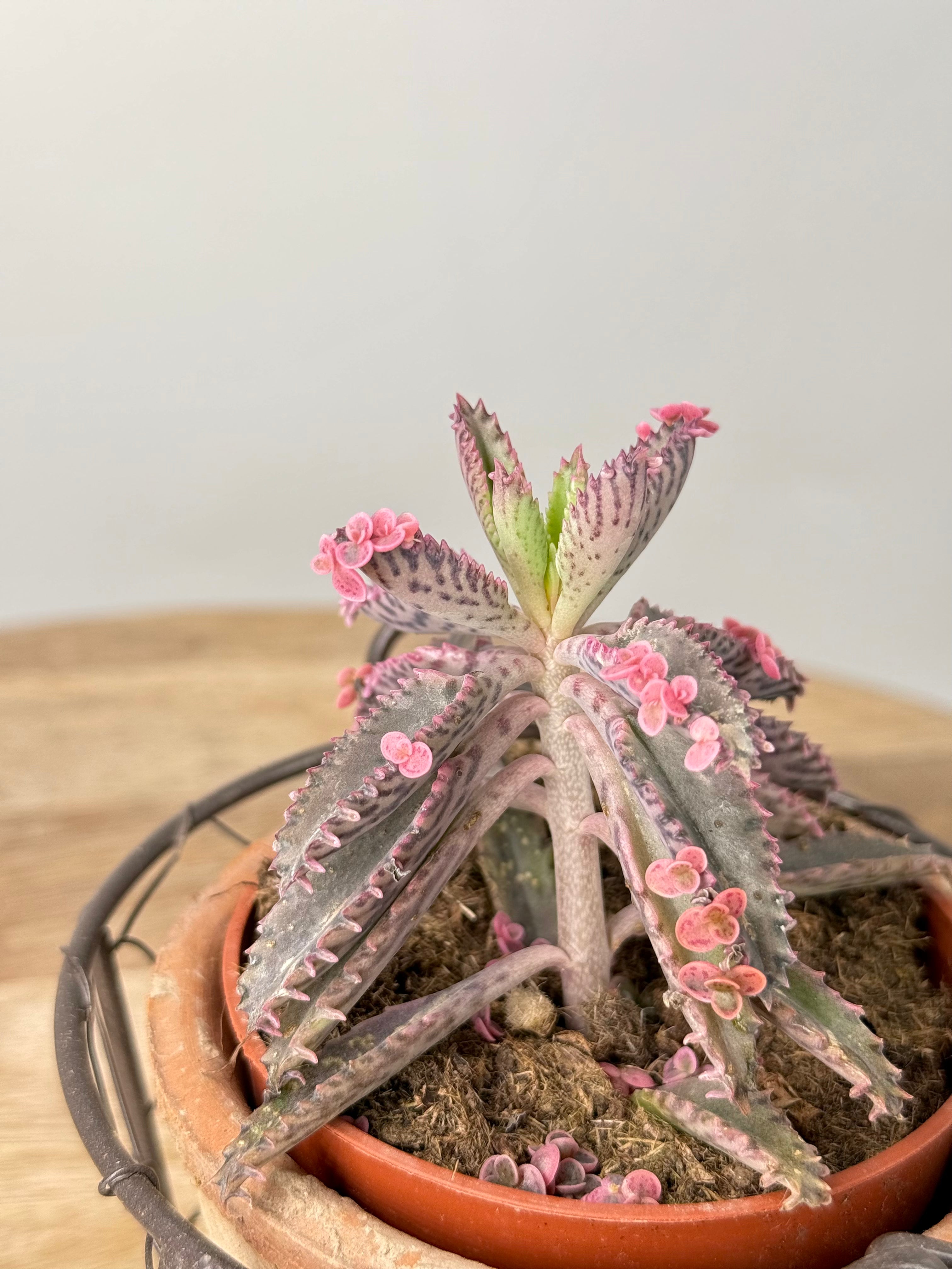 KALANCHOE ROSADO BUTTERFLY M10,5