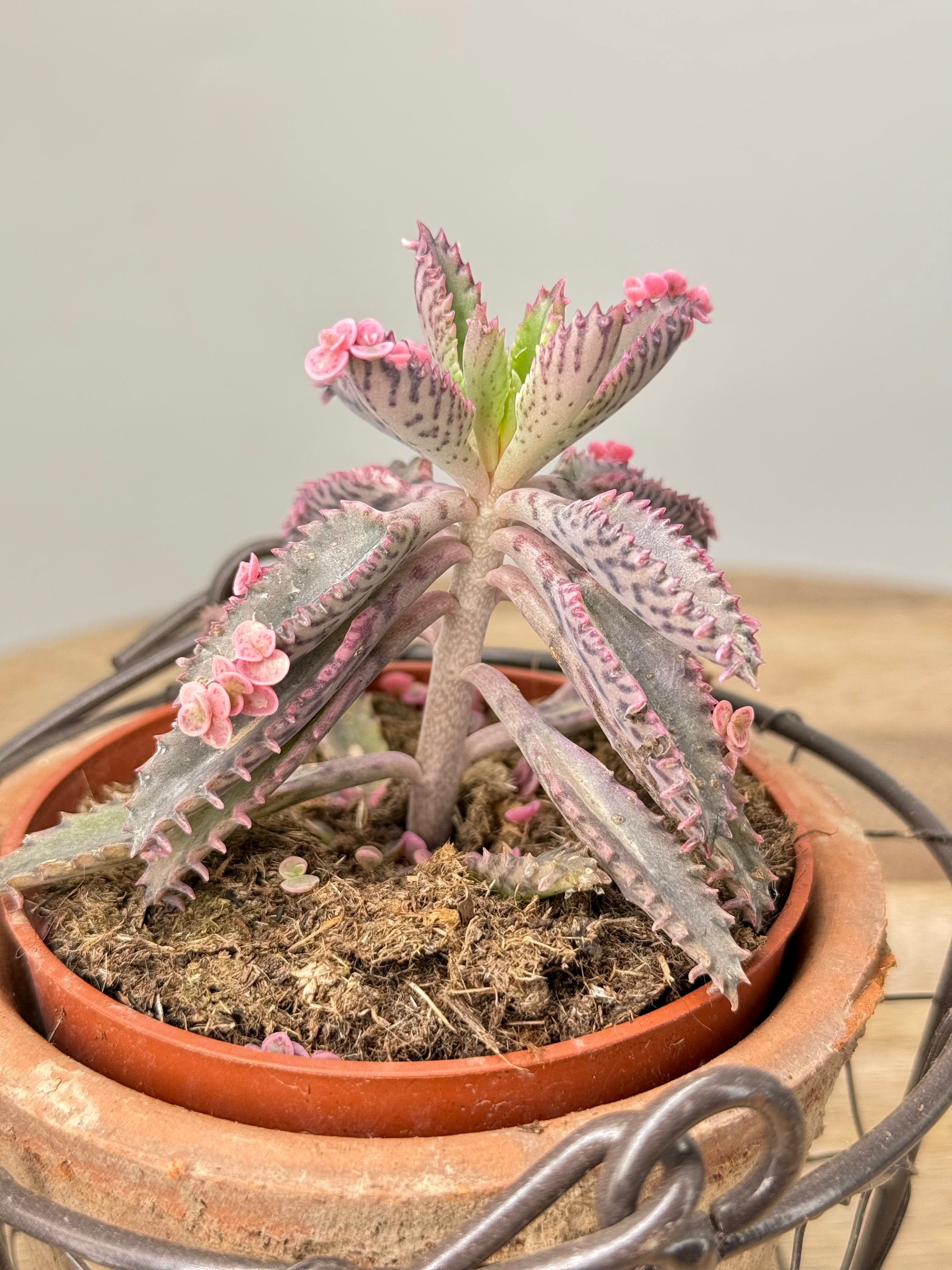 KALANCHOE ROSADO BUTTERFLY M10,5