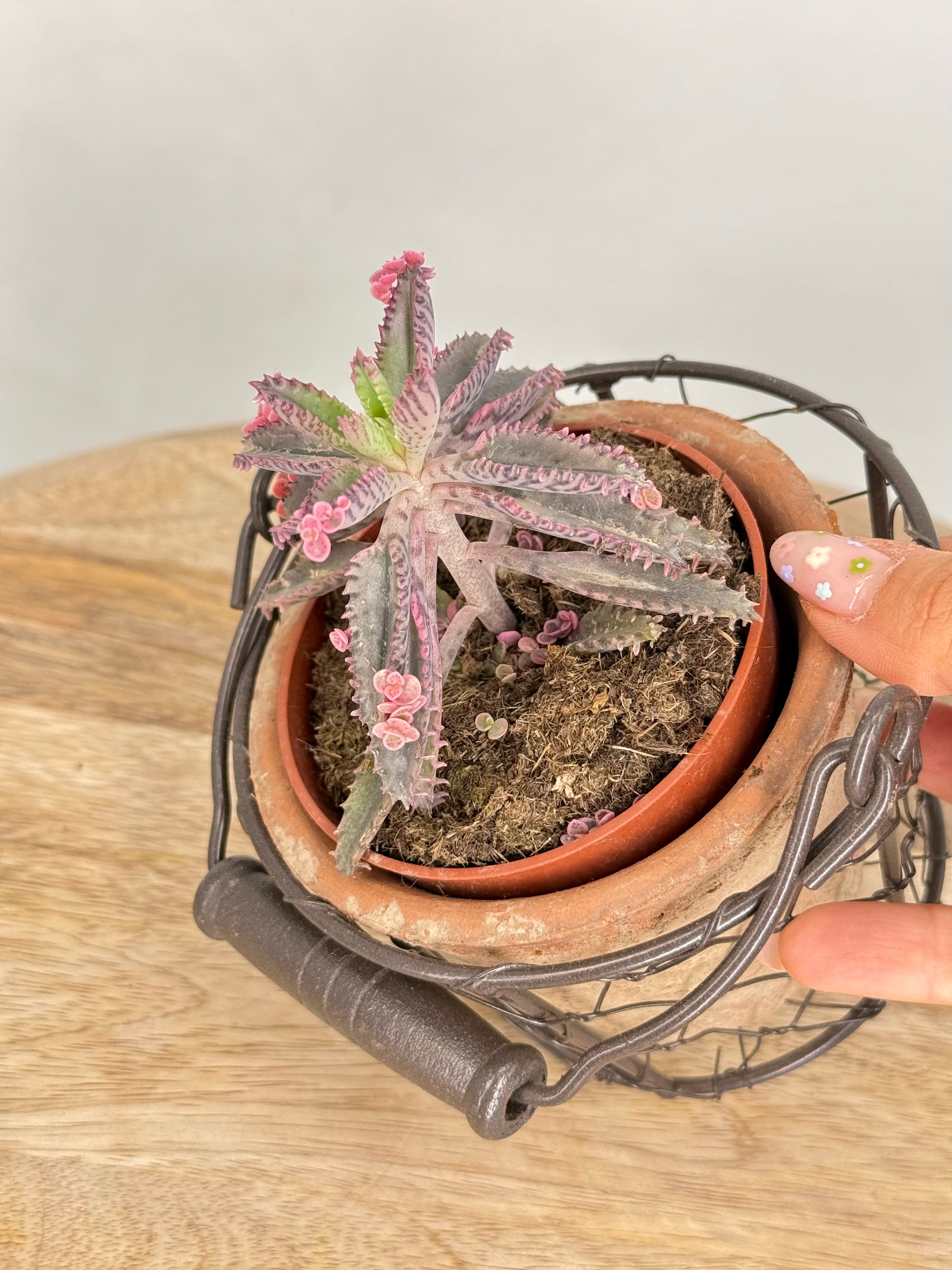 KALANCHOE ROSADO BUTTERFLY M10,5