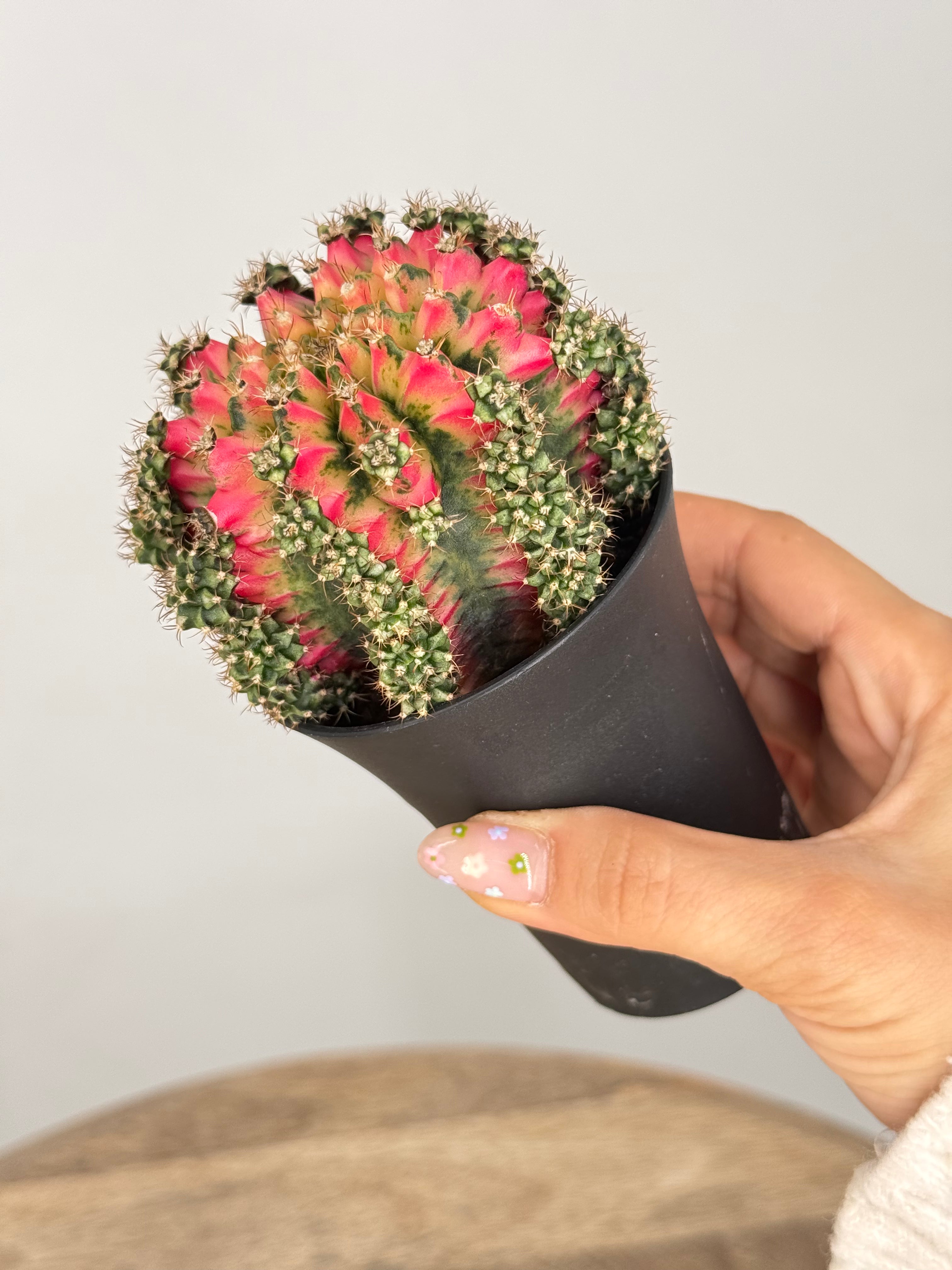 GYMNOCALYCIUM MILHANOVICHII KOI M8,5