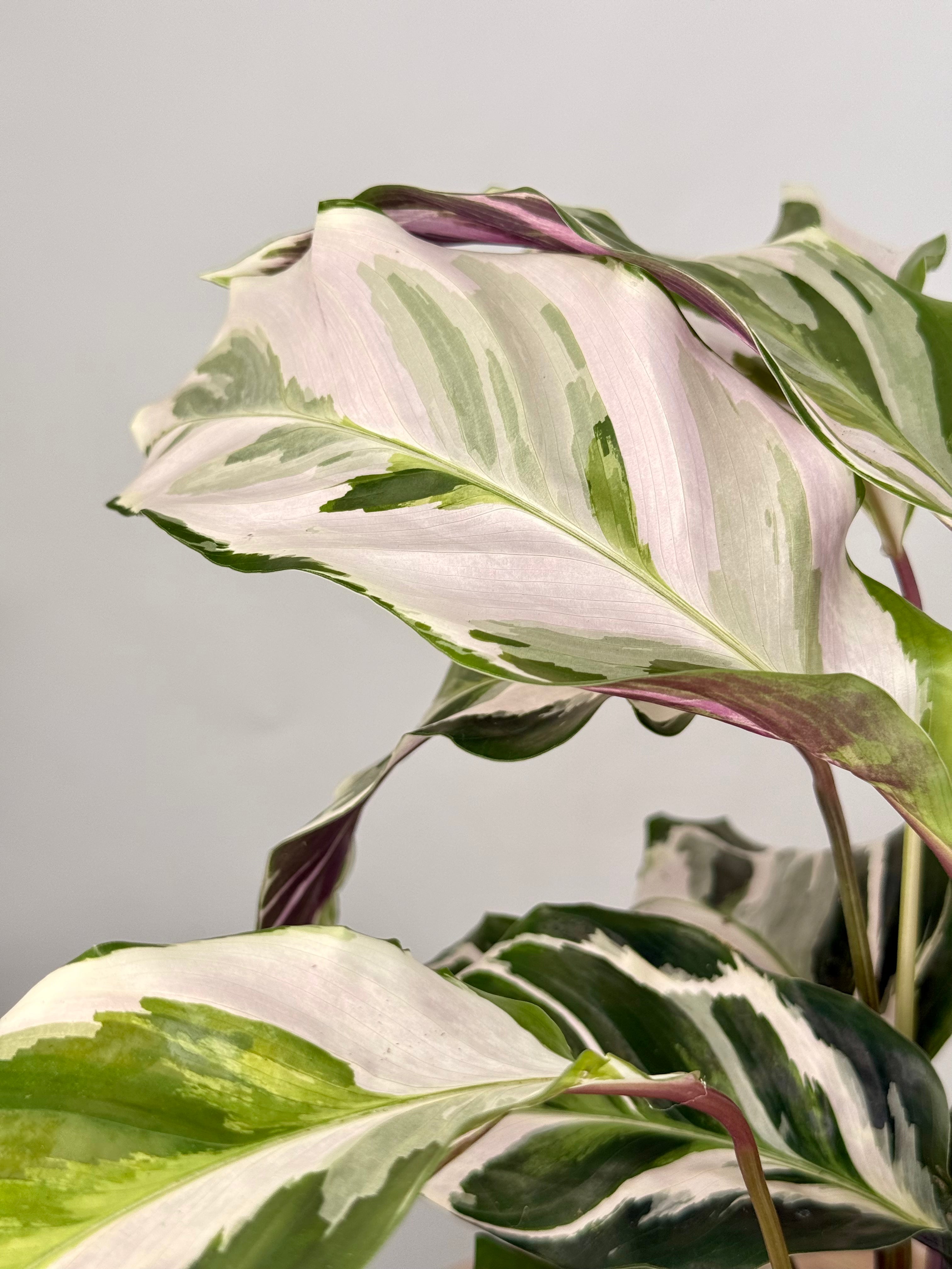 CALATHEA FUSION WHITE M14