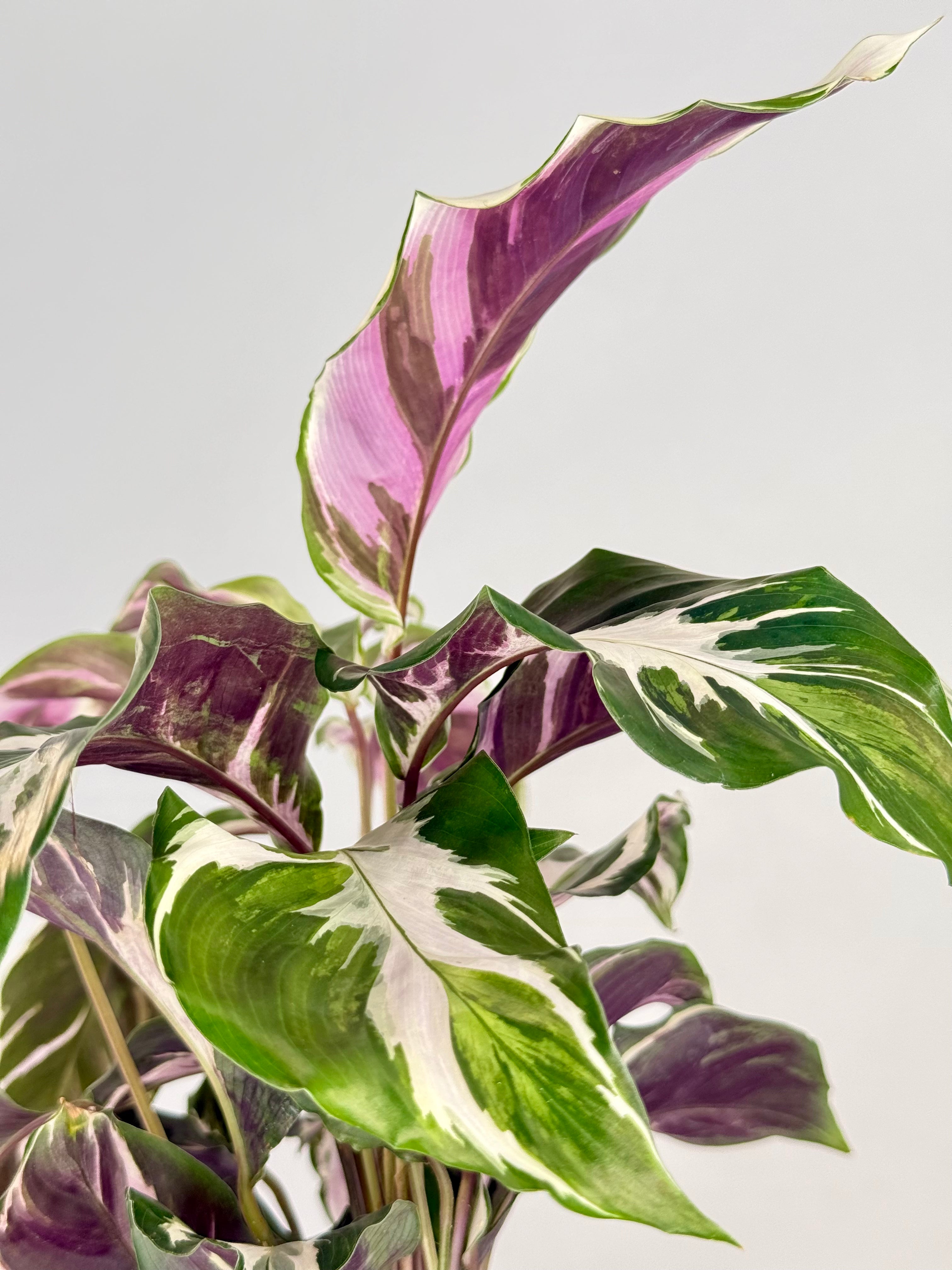 CALATHEA FUSION WHITE M14