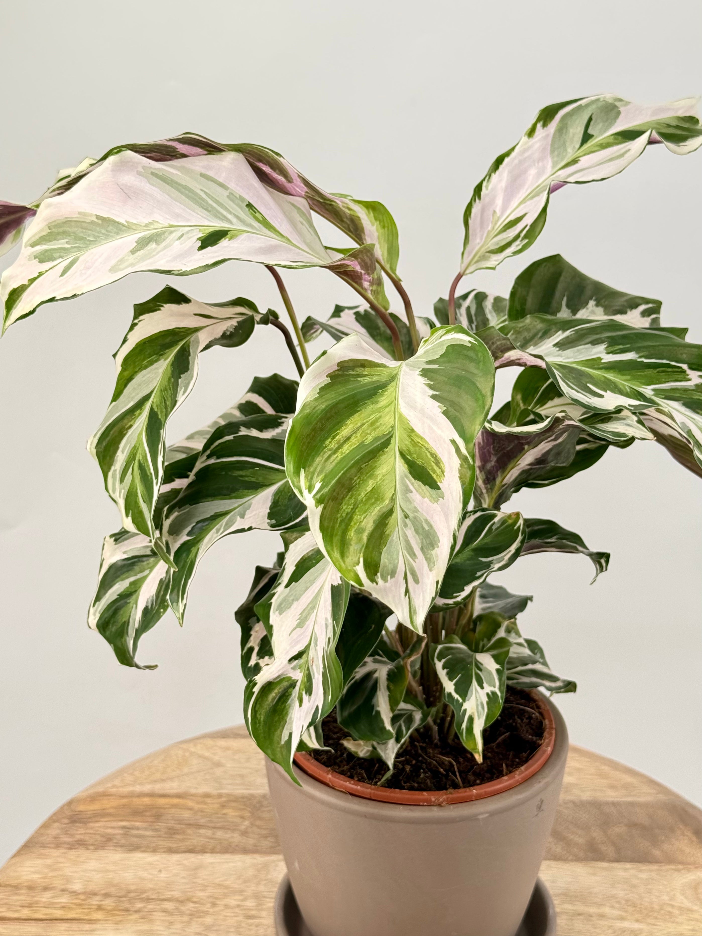 CALATHEA FUSION WHITE M14