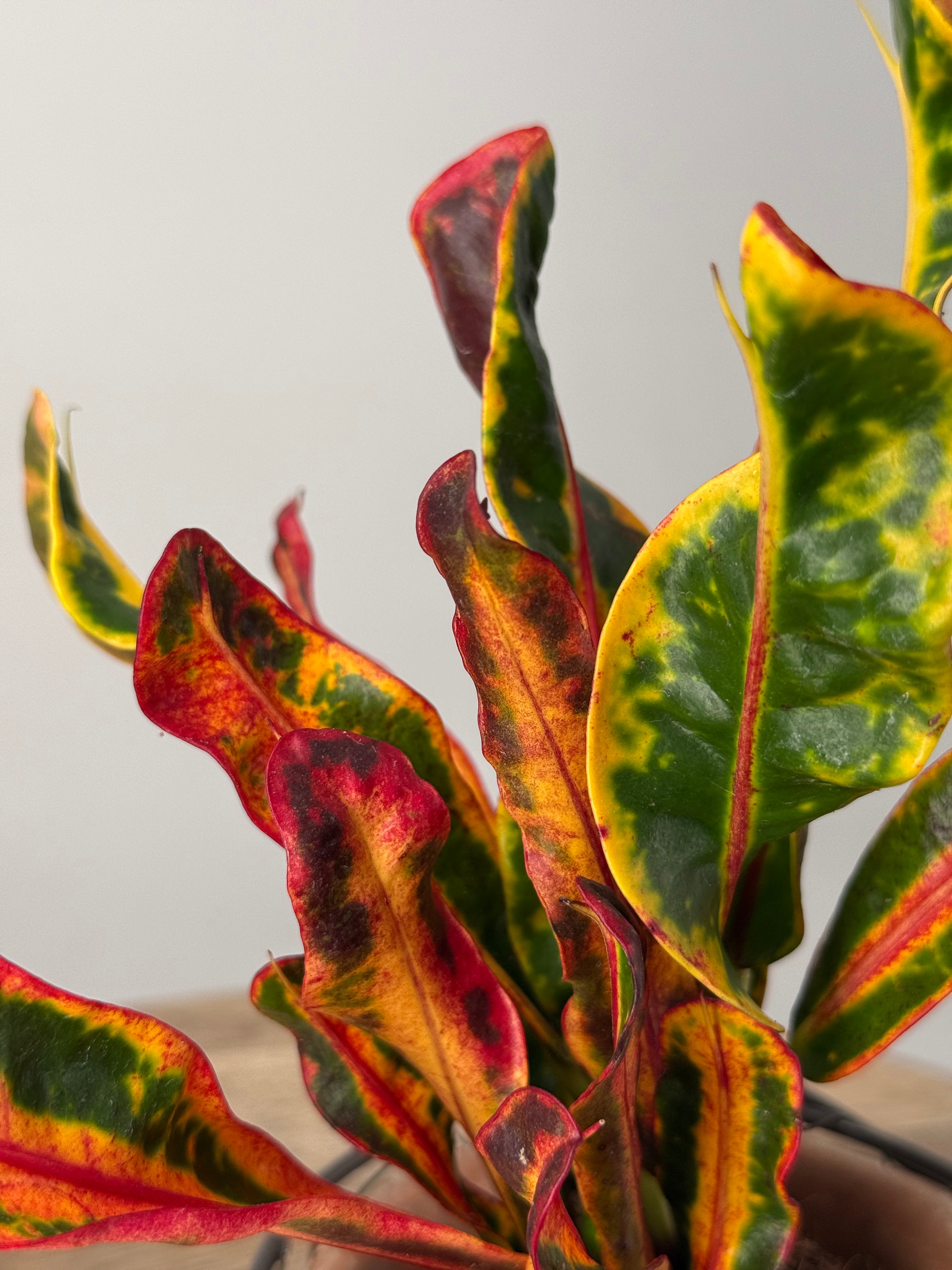 CODIAEUM VAR. MAMMI M7
