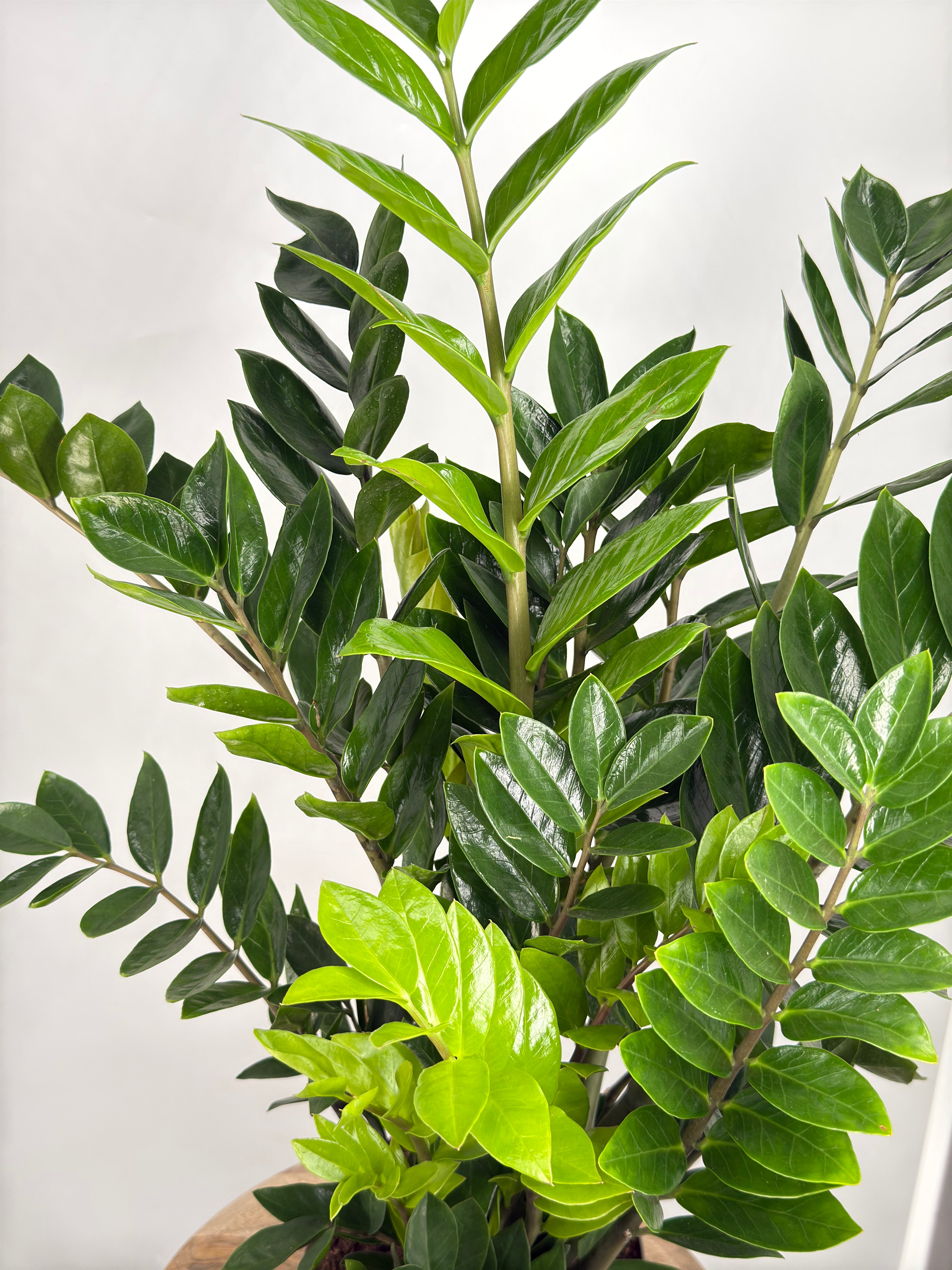 ZAMIOCULCAS ZAMIIFOLIA