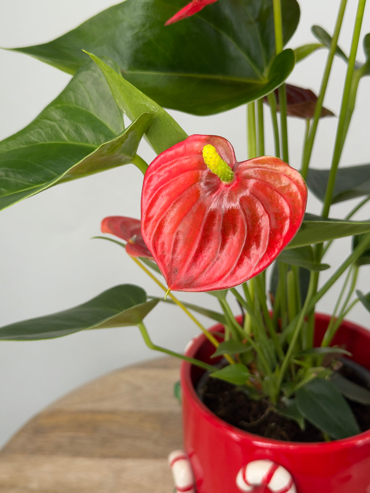 ANTHURIUM ANDR. M12 MIX