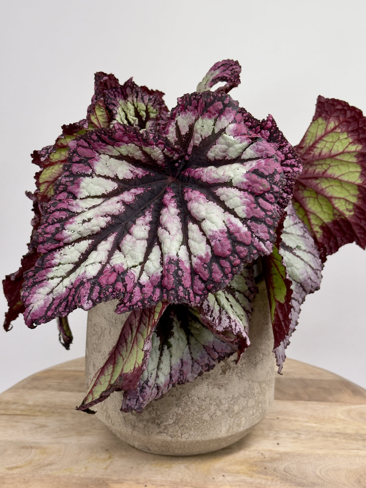BEGONIA FOLIAGE REX FIREWORKS M17