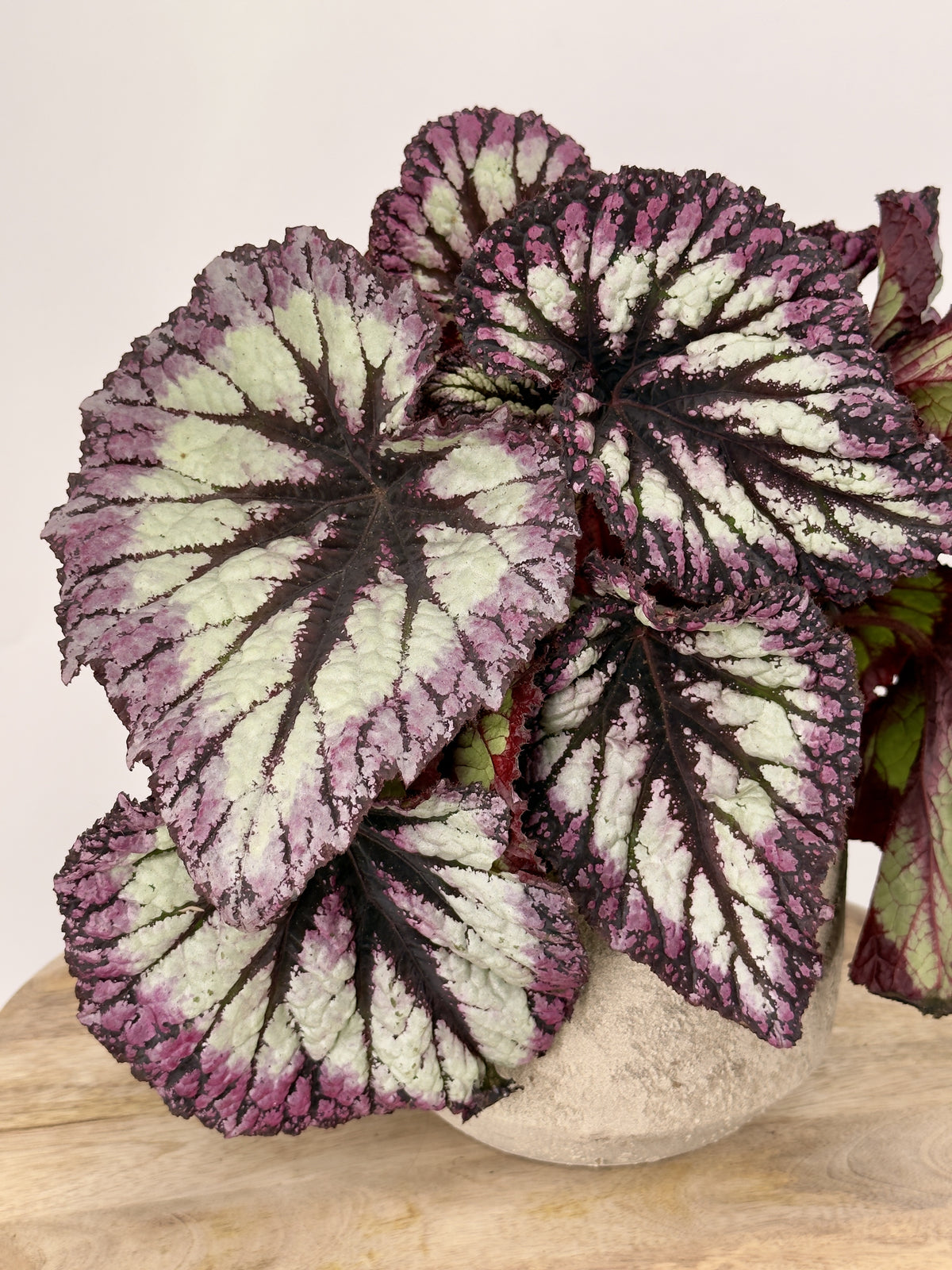 BEGONIA FOLIAGE REX FIREWORKS M17