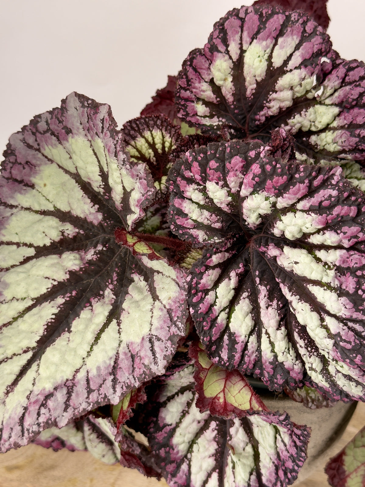 BEGONIA FOLIAGE REX FIREWORKS M17