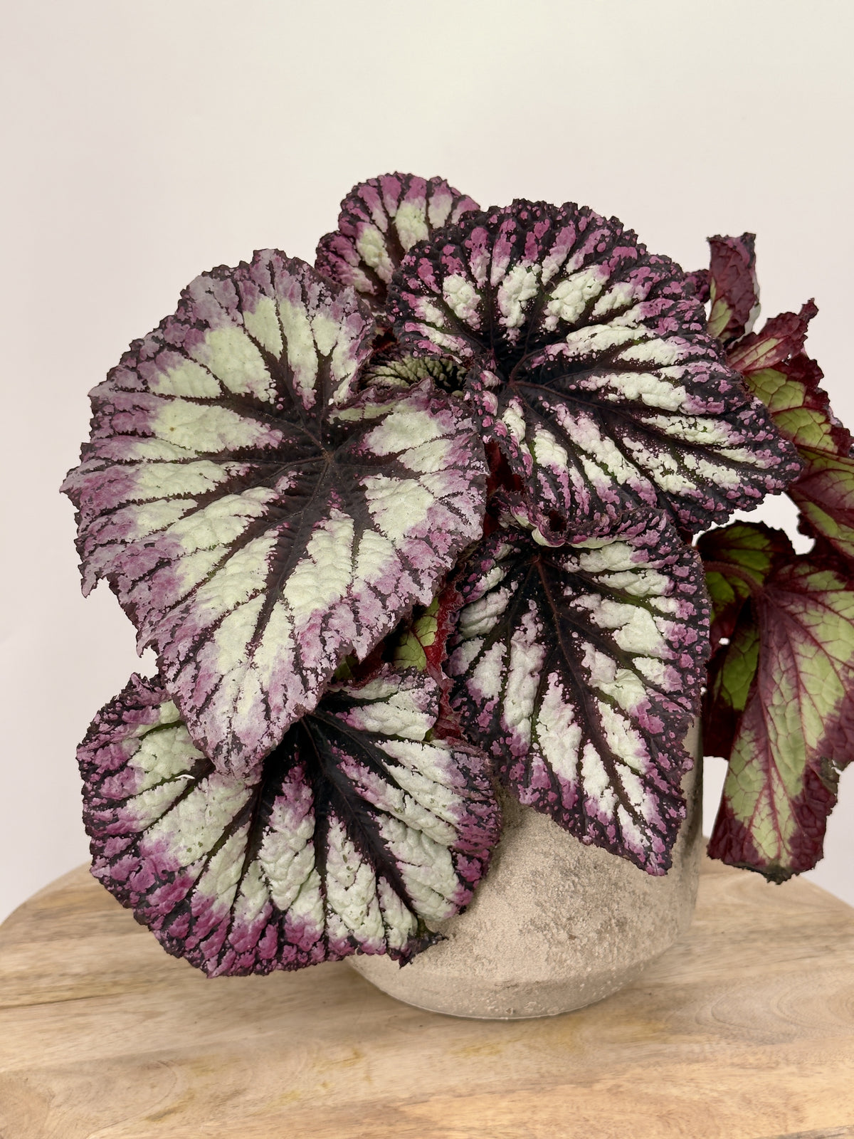 BEGONIA FOLIAGE REX FIREWORKS M17