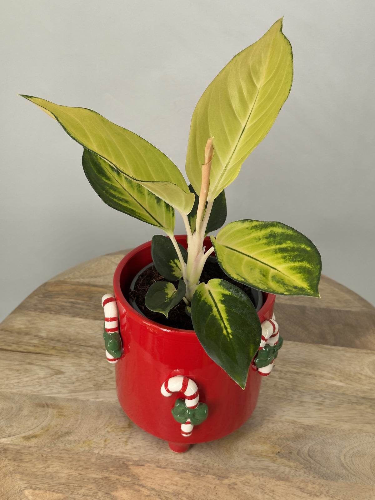 AGLAONEMA GOLD M12